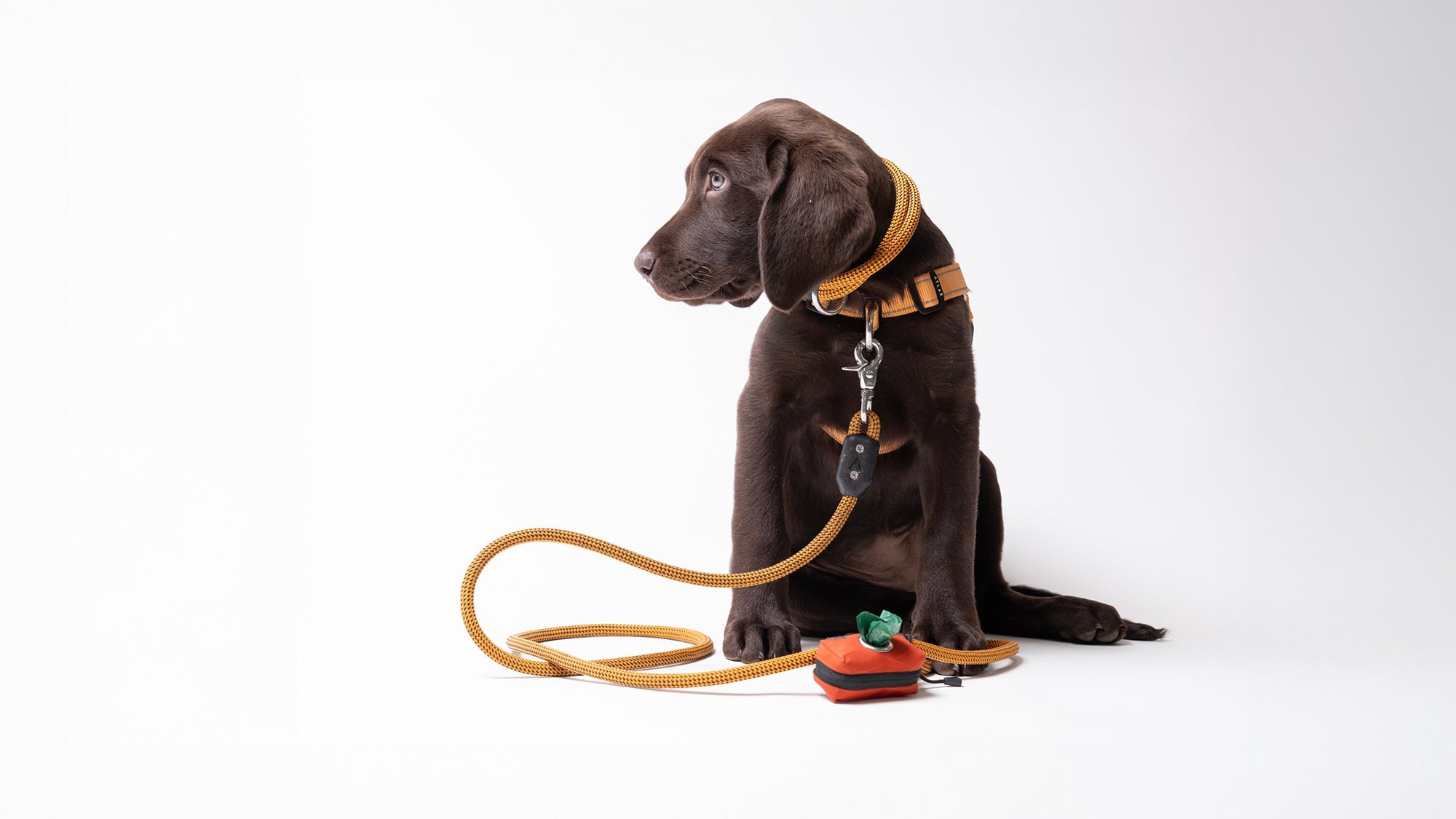 Premium Dog Collars