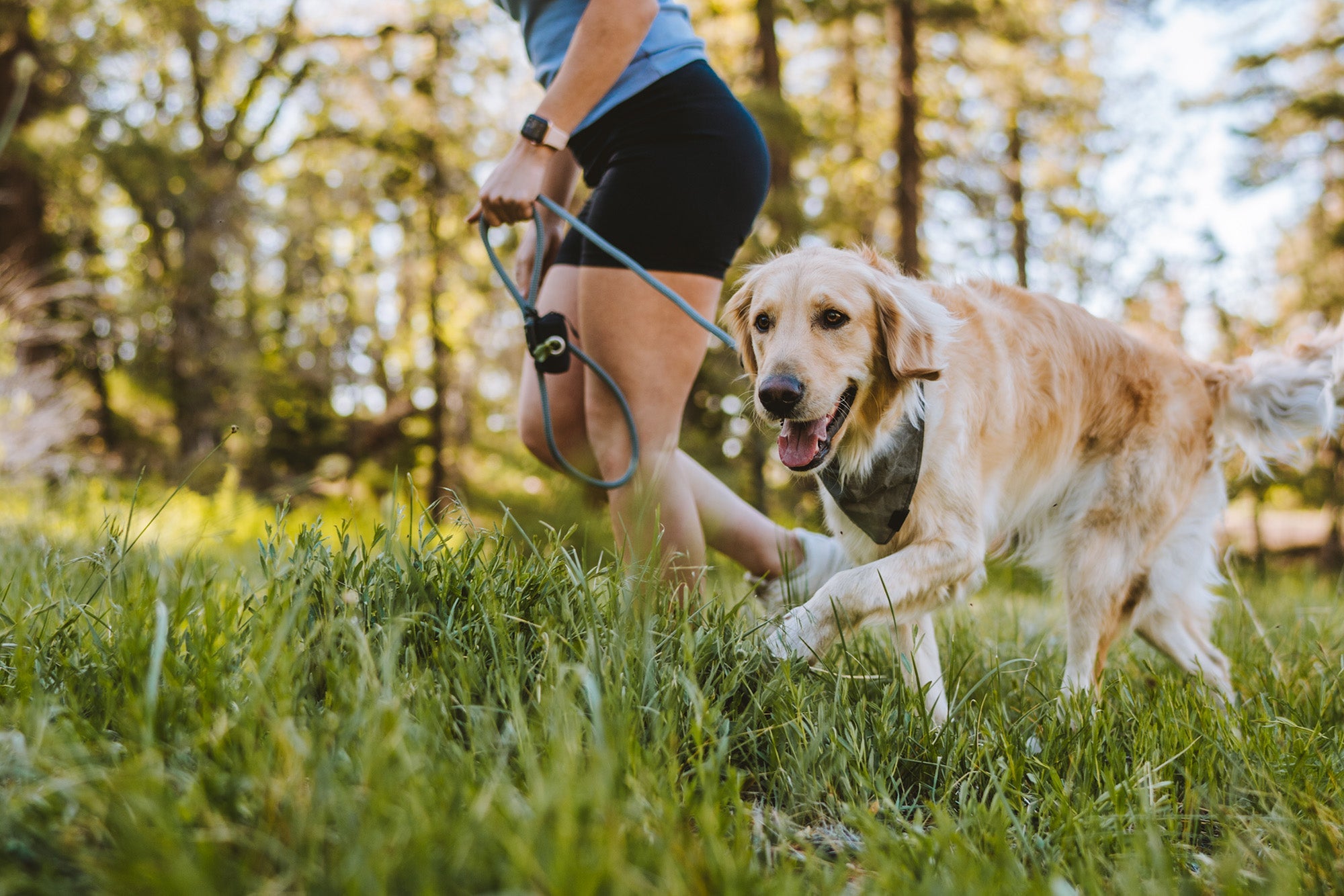 Biothane Dog Leashes