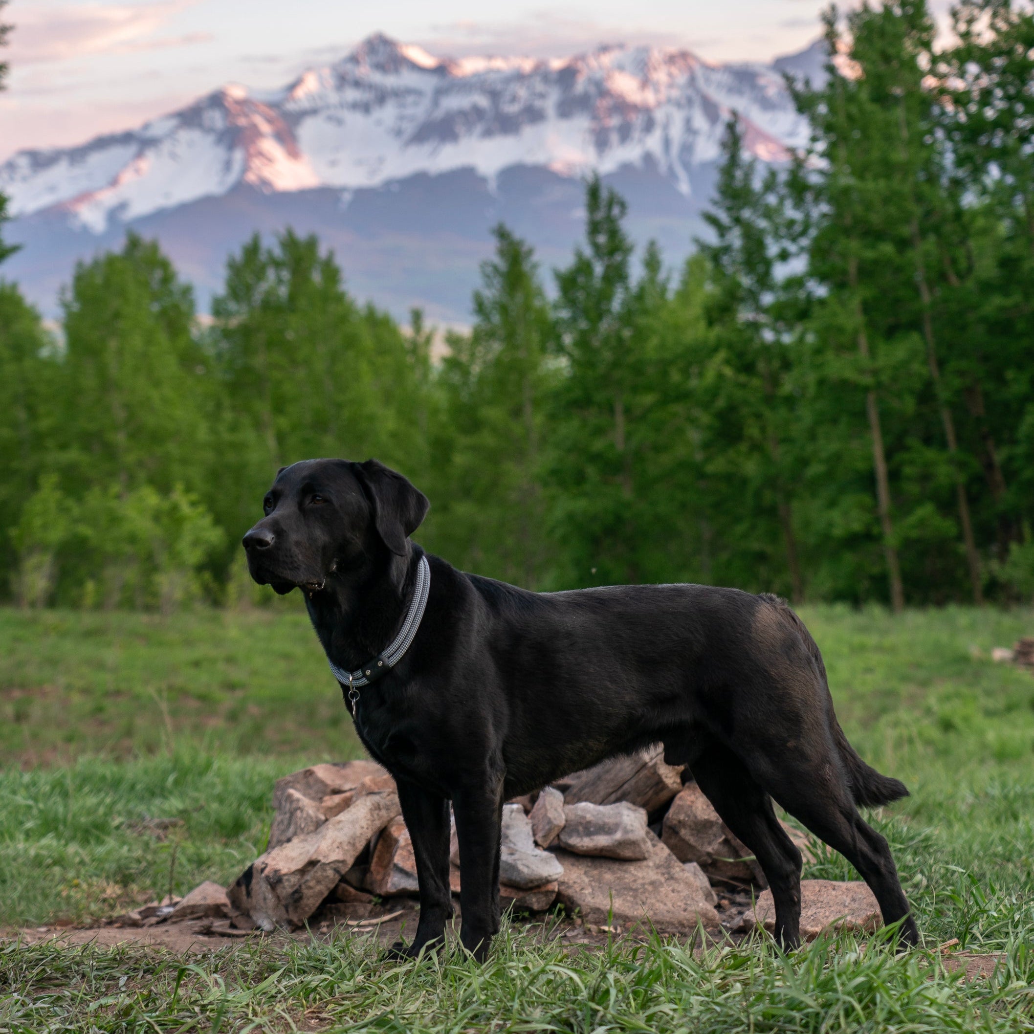 Tactical Dog Collar