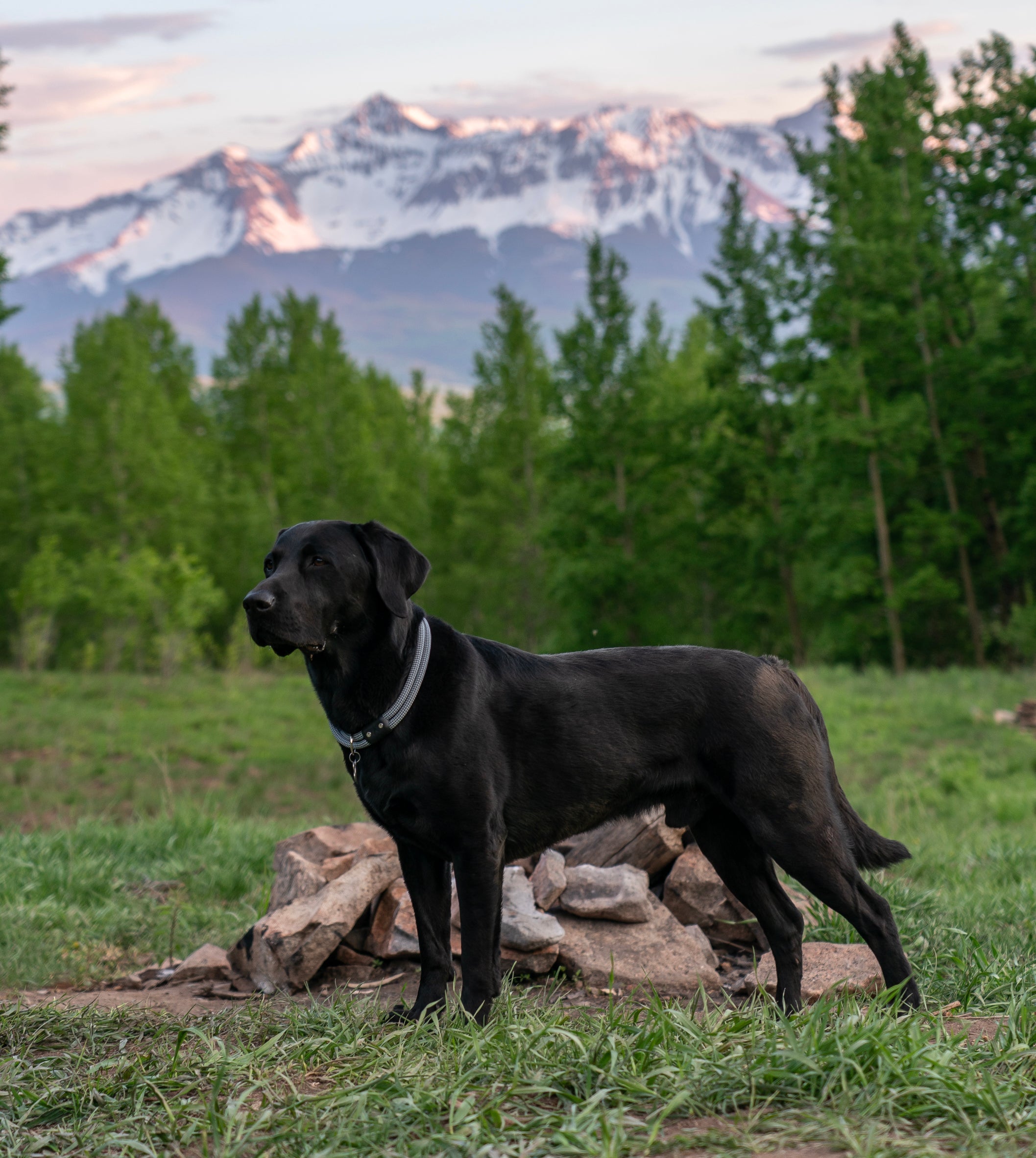 Tactical Dog Collar