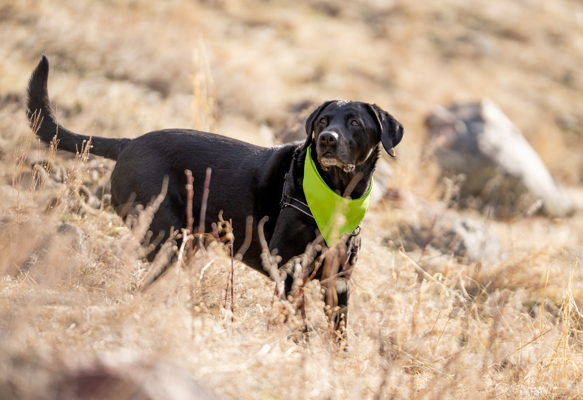Odorless Dog Harness