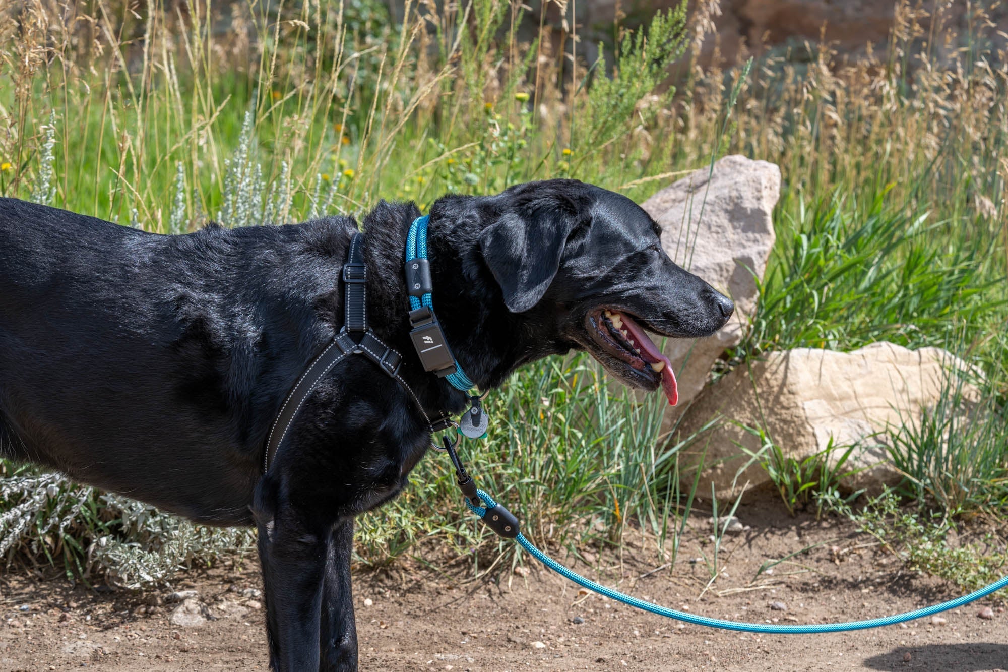 Rope Dog Collars