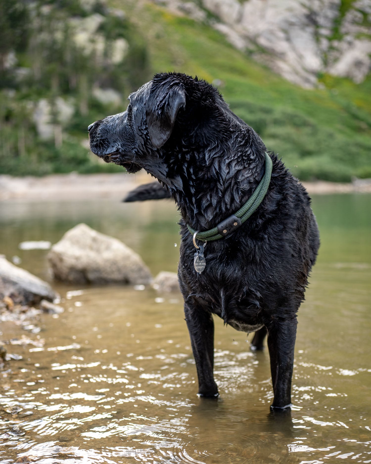 atlas pet company lifetime collar on back lab standing in mountain glacier lake