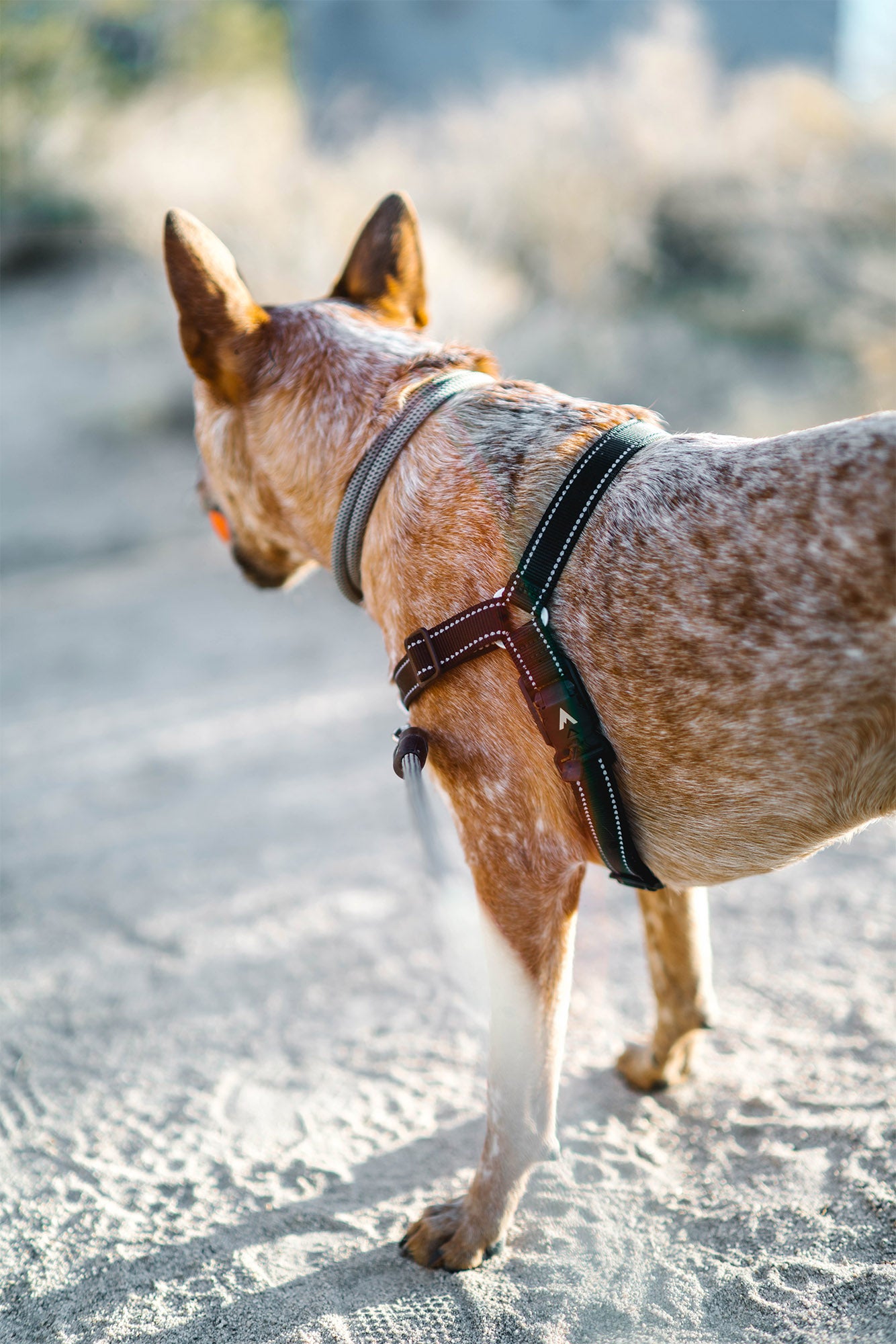 Lifetime Harness collection page hero premium harnesses for active dogs | Atlas Pet Company