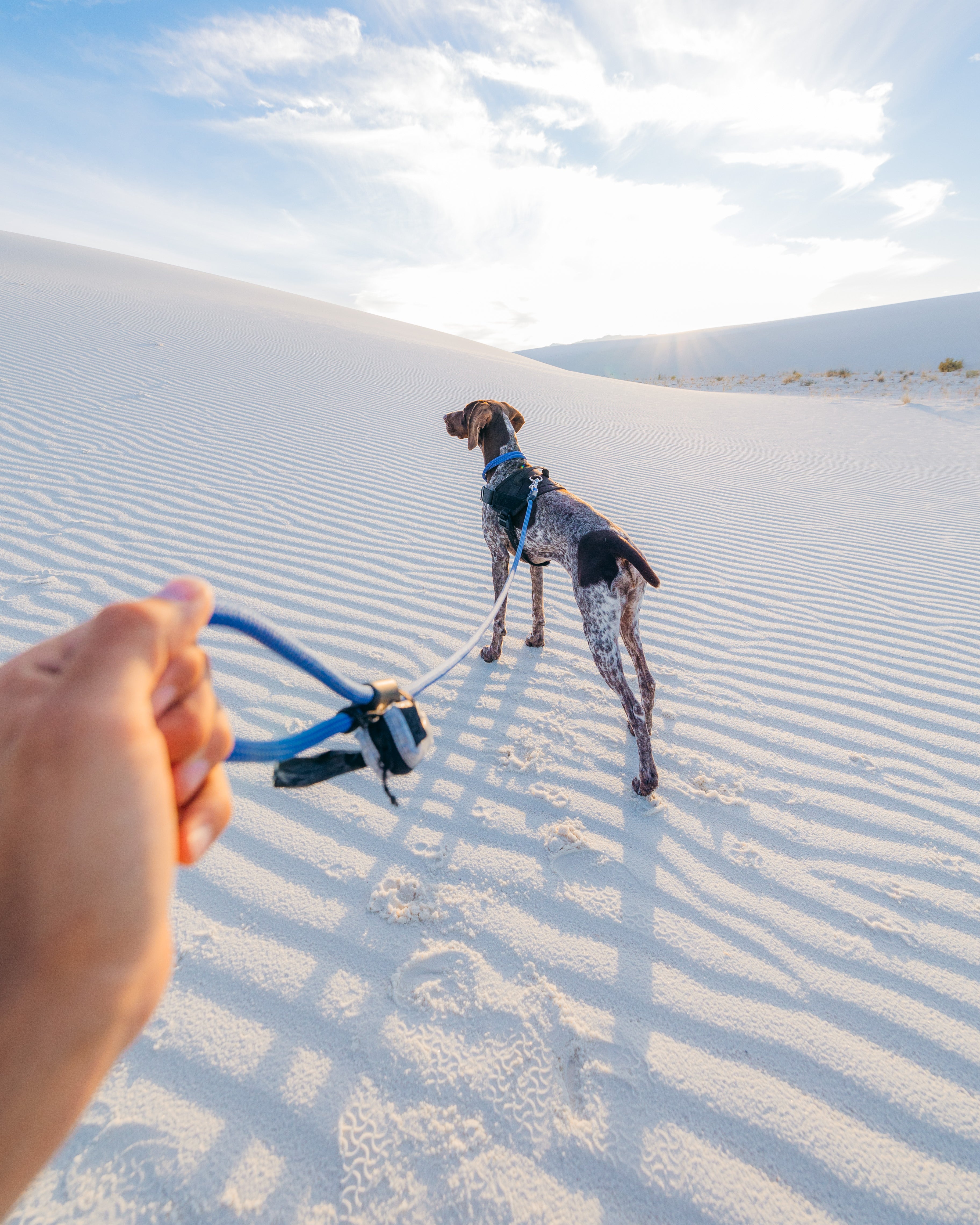 atlas pet company young woman walking with her dog in the desert sand dunes wearing lifetime pro harness lifetime collar lifetime leash lifetime belt bag