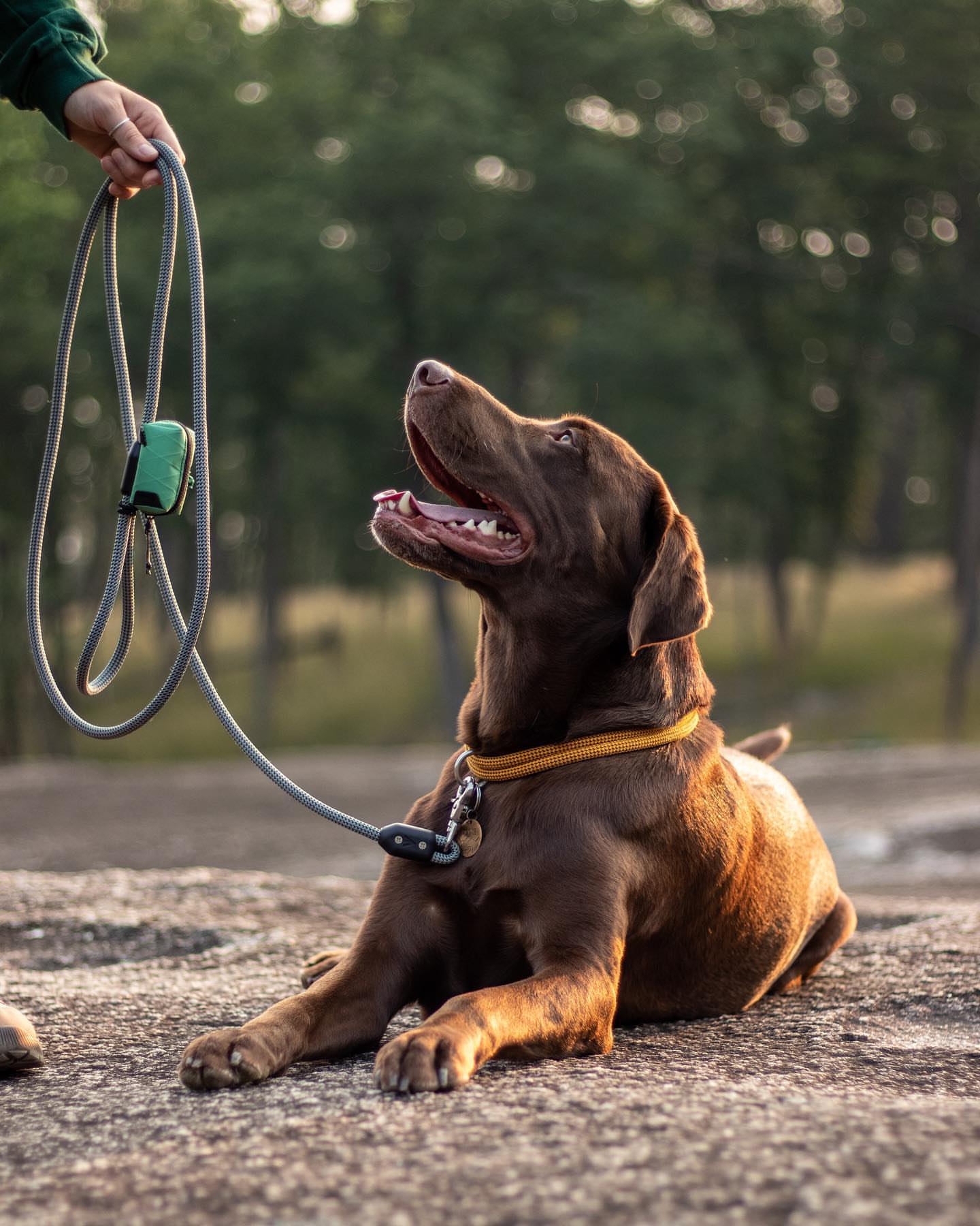 atlas pet company lifetime leash designed to be held with chocolate lab resting on a hike