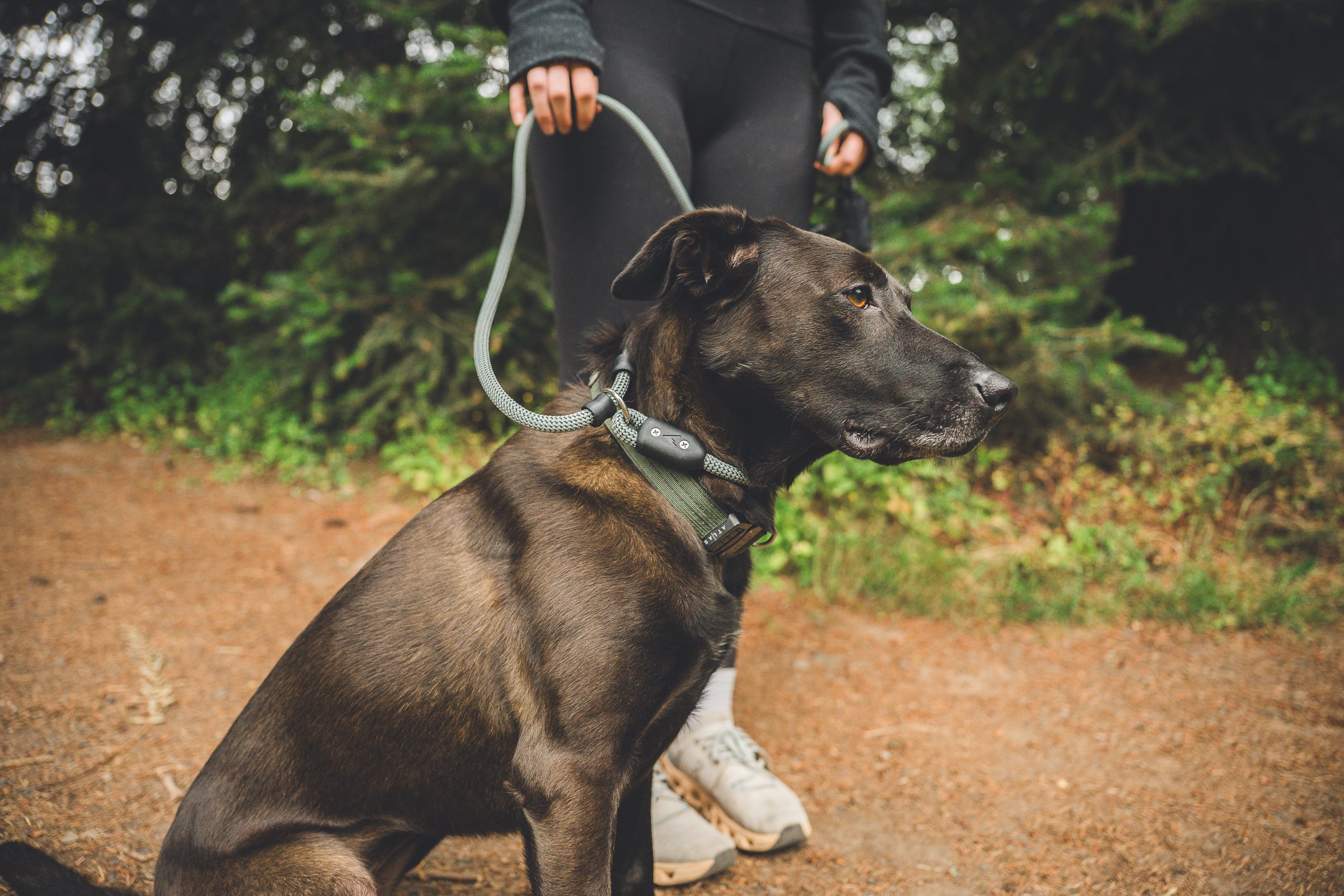 Atlas Pet Company Lifetime Slip Leash on brown dog with hiking girl holding silver leash, made in Colorado with lifetime warranty 
