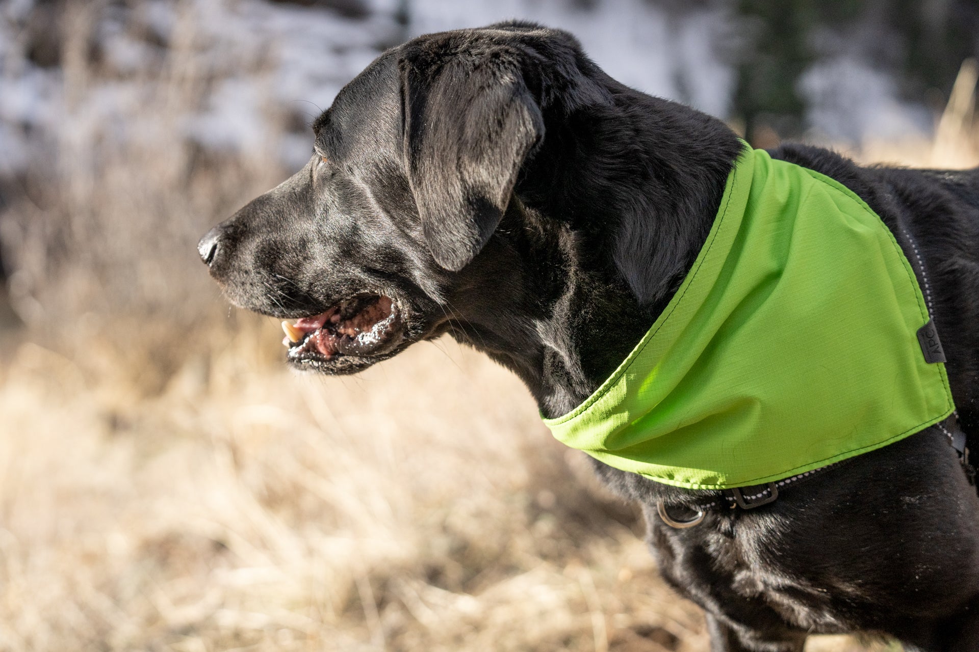 Adjustable dog outlet bandana