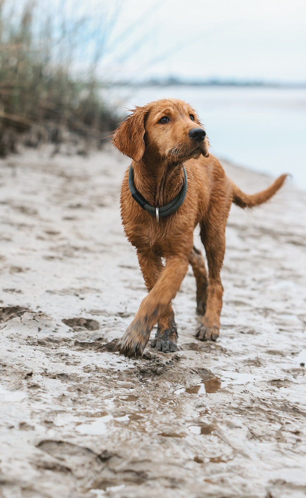 atlas pet company homepage hero photo of golden retriever puppy walking on beach with silver lifetime collar on mobile