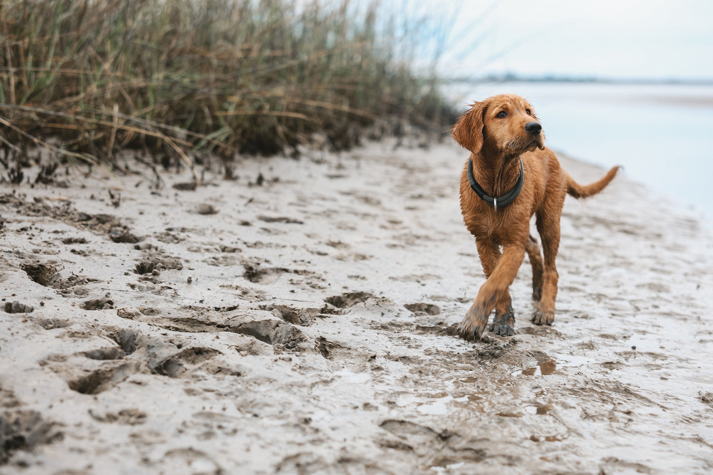 atlas pet company homepage hero photo of golden retriever puppy walking on beach with silver lifetime collar