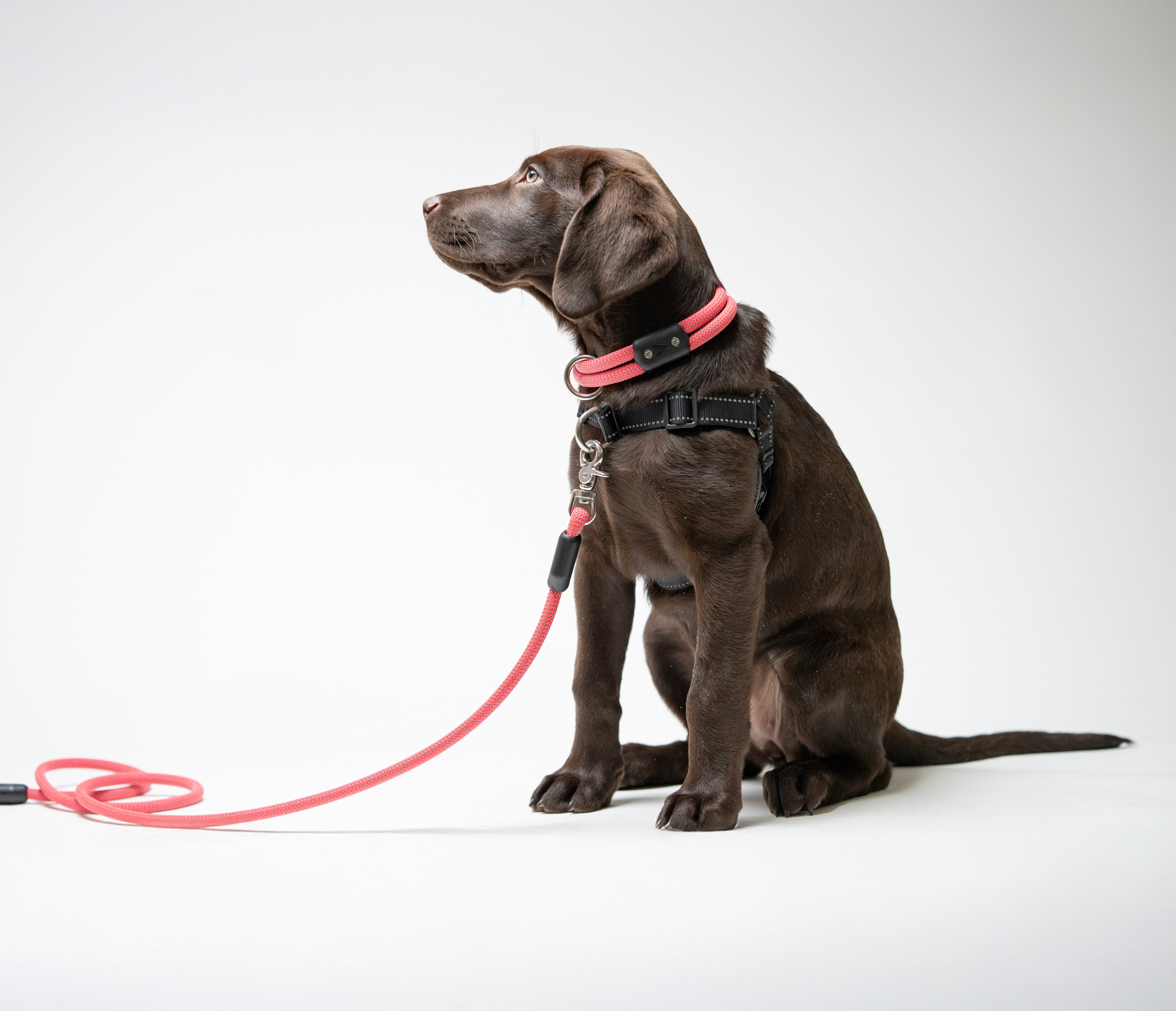 atlas pet company homepage hero with chocolate lab wearing lifetime leash lifetime harness and lifetime collar in pink
