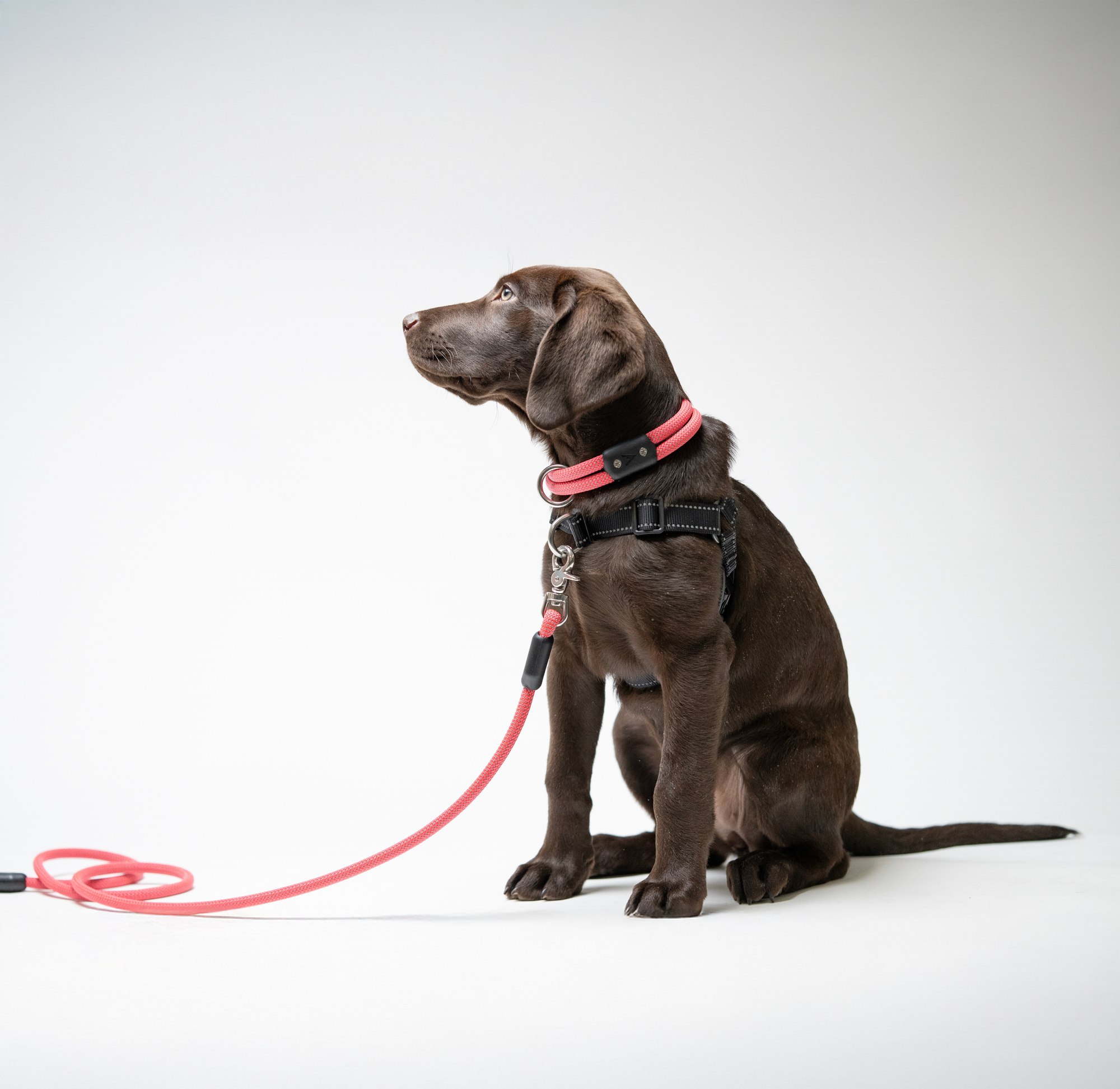 atlas pet company homepage hero with chocolate lab wearing lifetime leash lifetime harness and lifetime collar in pink