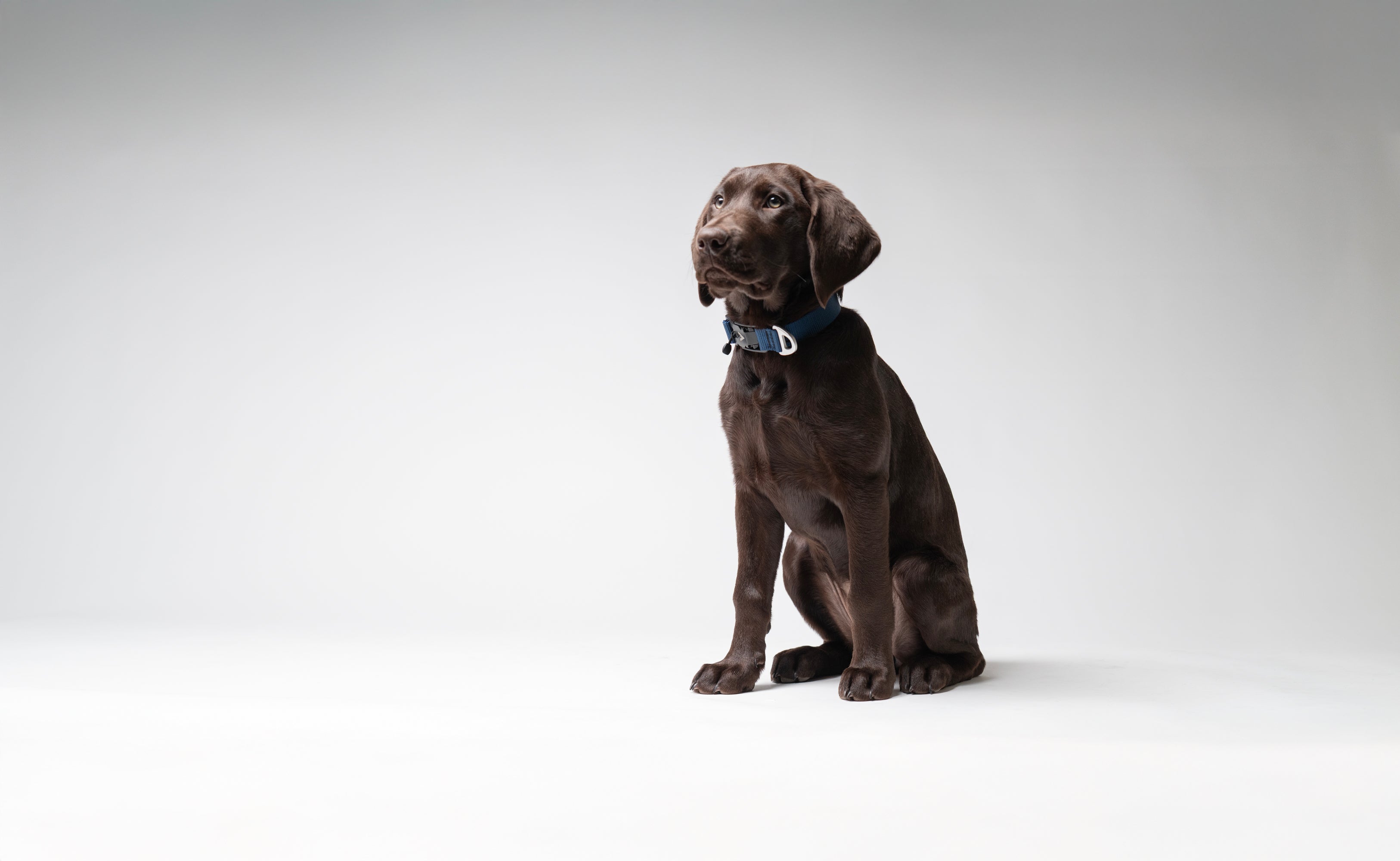 atlas pet company homepage hero with Chocolate Labrador retriever sitting on a white background wearing lifetime lite collar