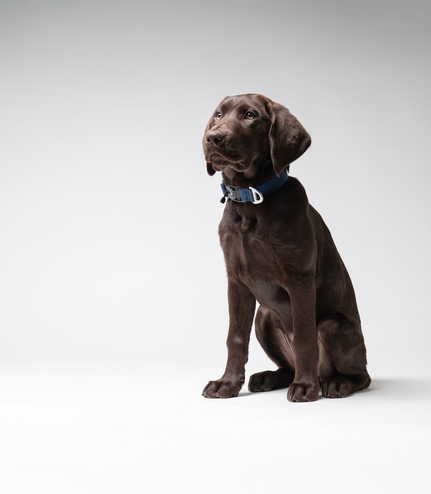 atlas pet company homepage hero with Chocolate Labrador retriever sitting on a white background wearing lifetime lite collar