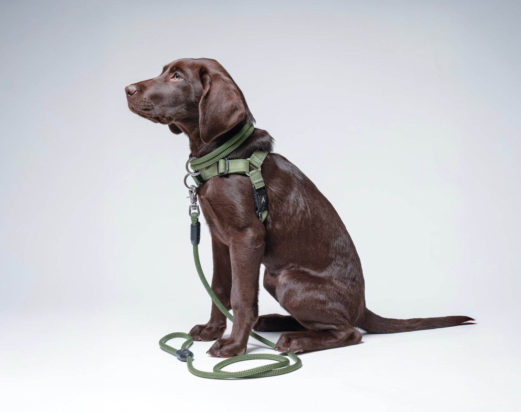 atlas pet company homepage hero with chocolate lab wearing lifetime harness lifetime leash and lifetime collar in moss green