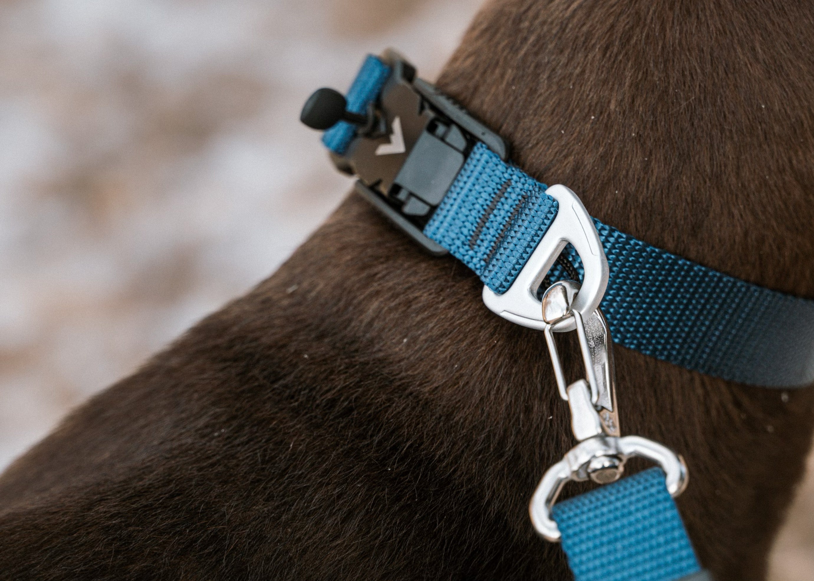 Atlas dog hot sale collar