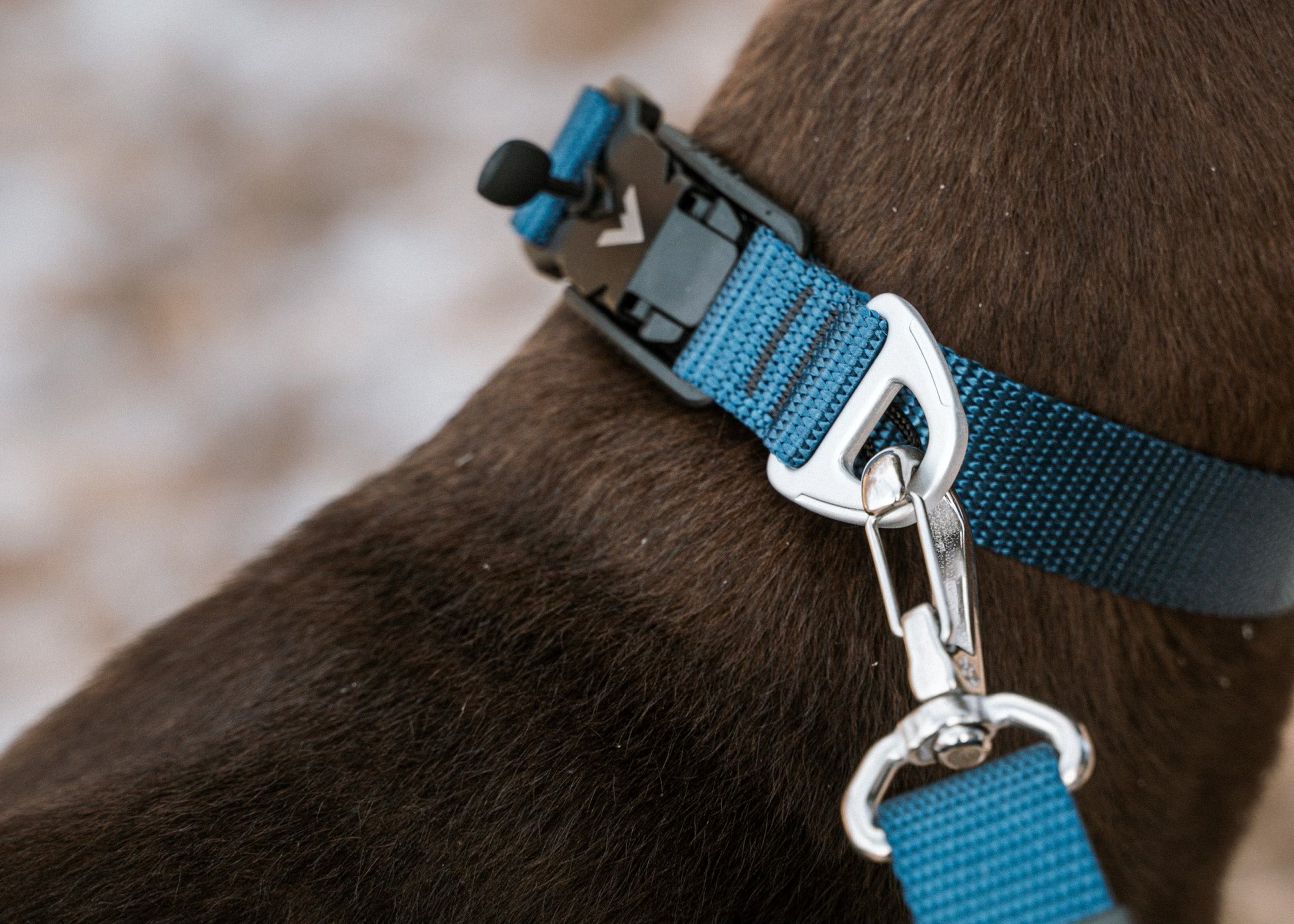 atlas pet company lifetime lite collar with lifetime lite leash attached to brown dog
