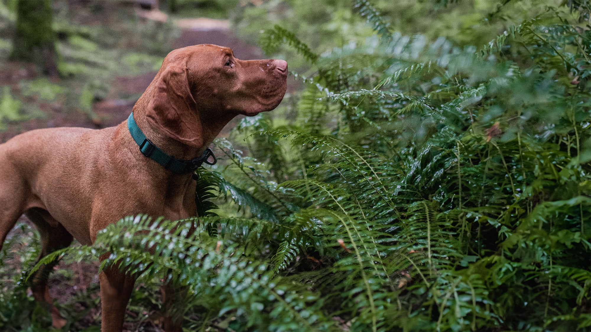dog in the forest wearing the atlas pet company lifetime lite collar 