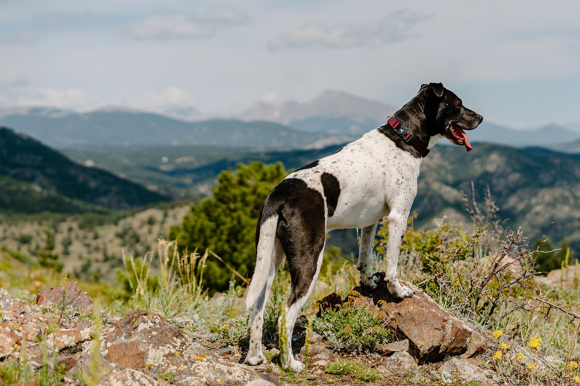 dog standing on trail with the lifetime lite collar made by atlas pet company 