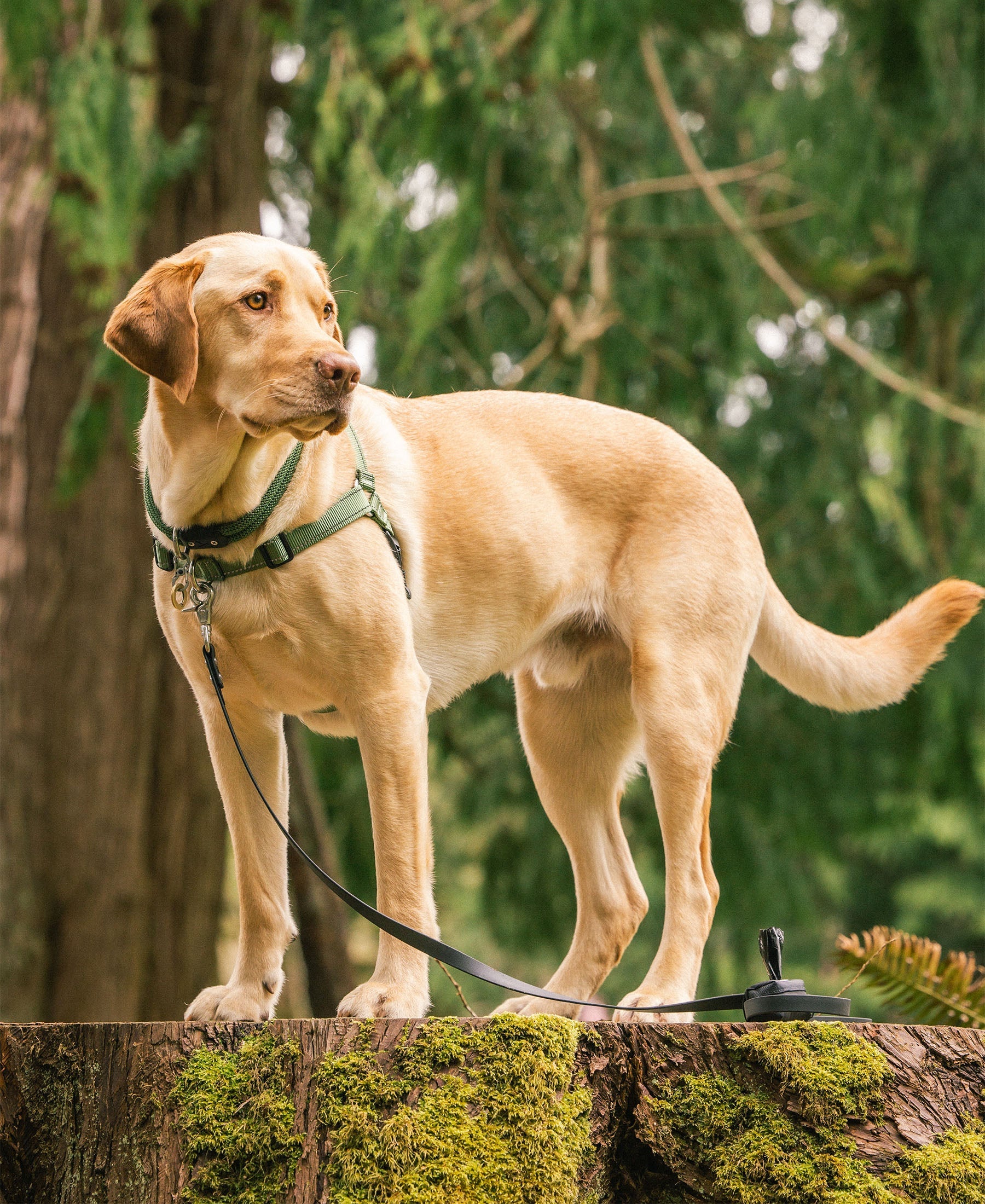 atlas pet company lifetime air leash on yellow labrador retriever on walk in the woods standing on a stump