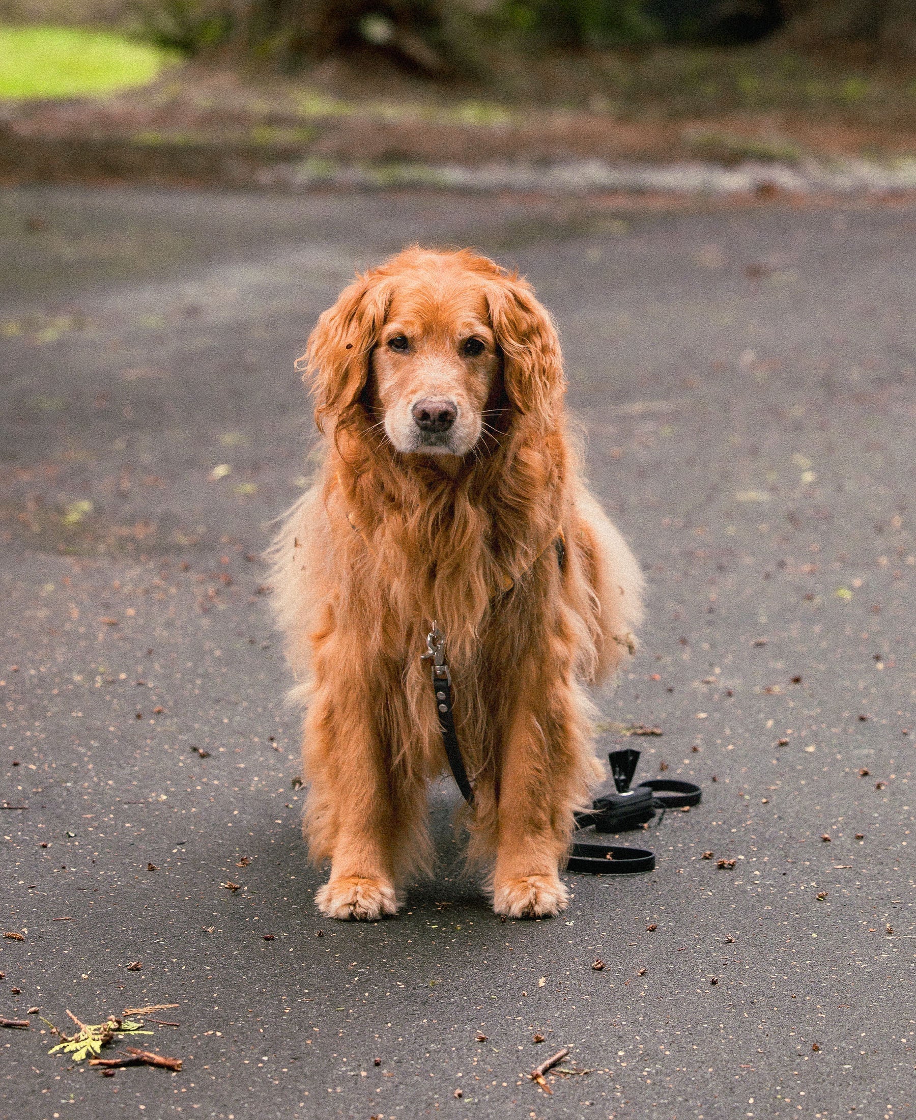 atlas pet company lifetime air leash on golden retriever on daily walk with lifetime harness and lifetime collar