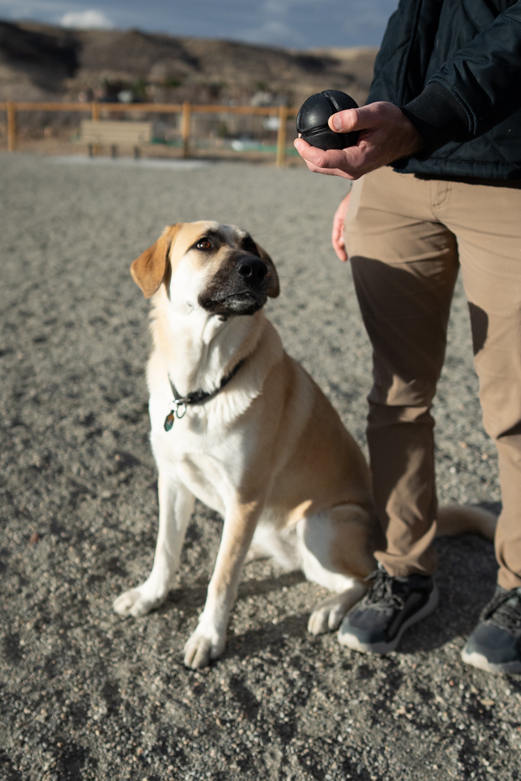 large dog sitting on a gravel surface with a person holding an Atlas Pet Company large Lifetime Ball