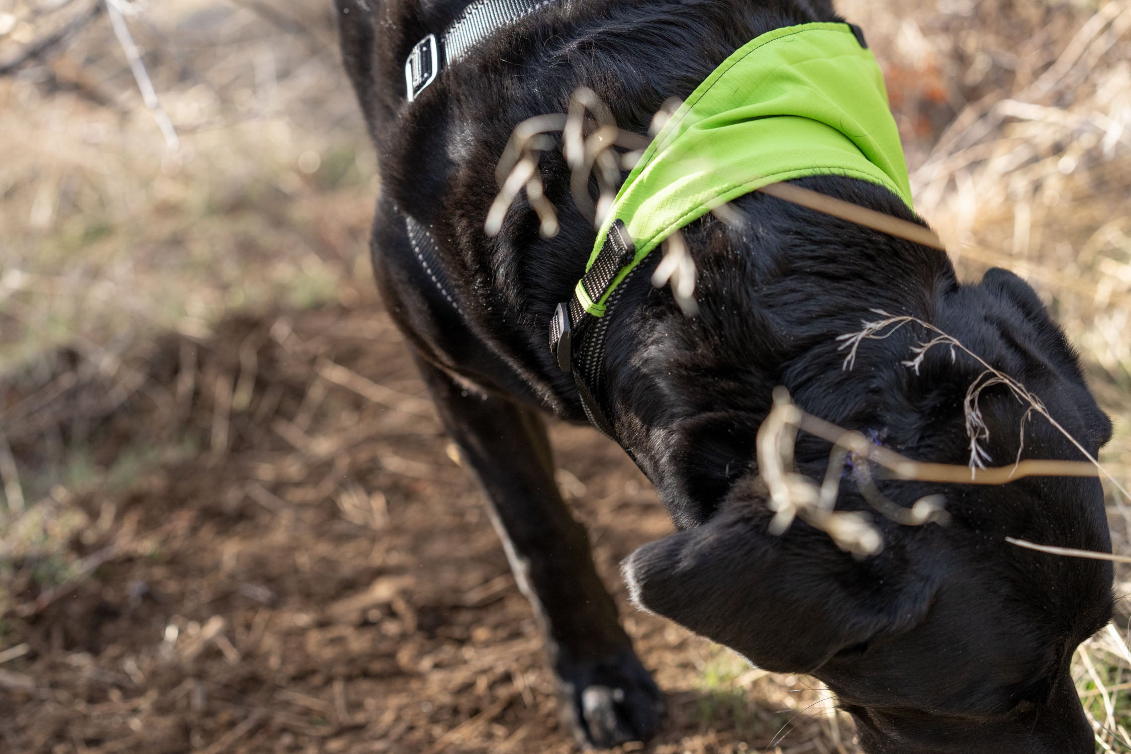 dog walking along mountain trail wearing the lime atlas pet company lifetime bandana