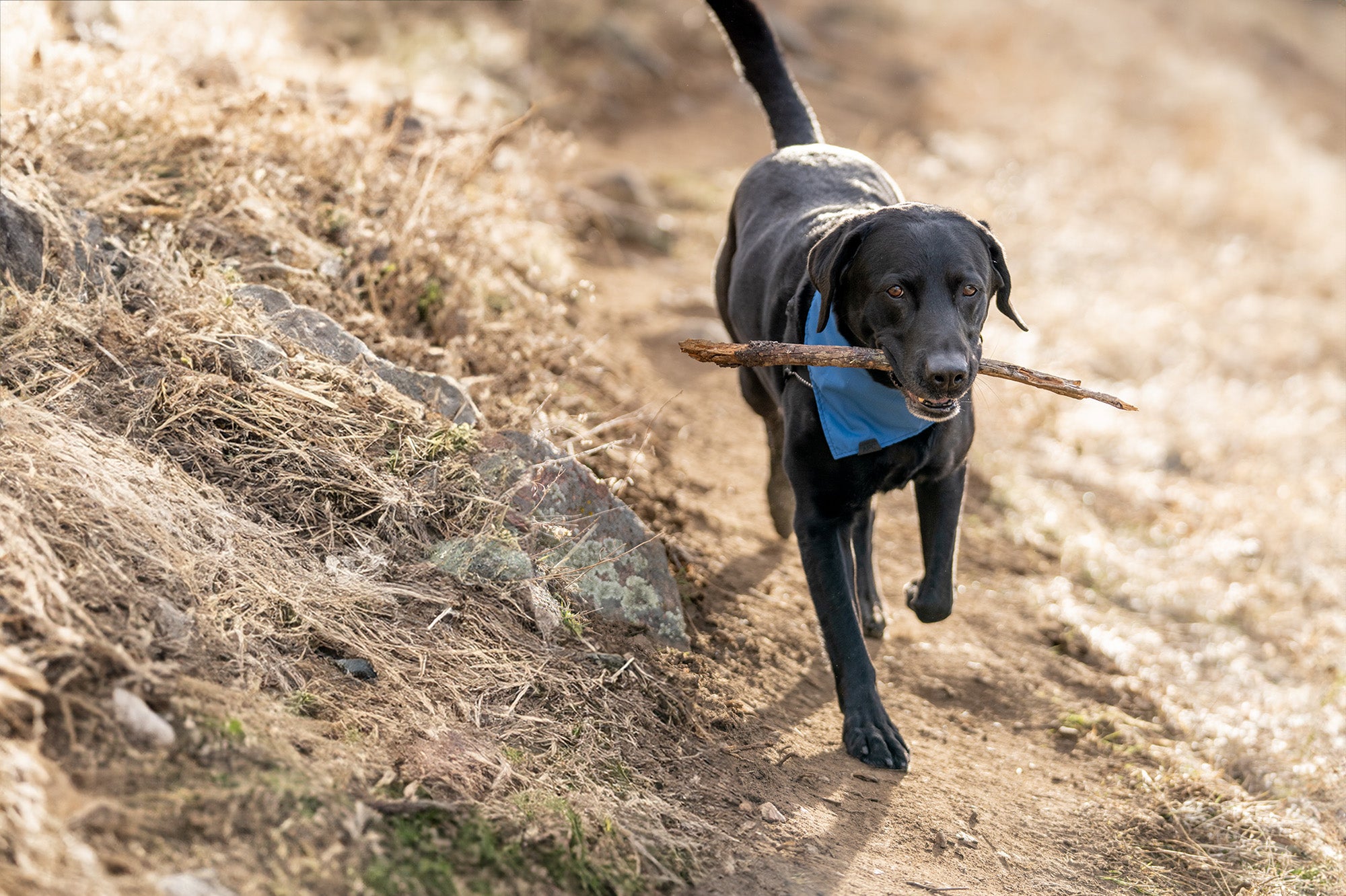 black labrador wearing the breathable atlas pet company lifetime bandana on trail