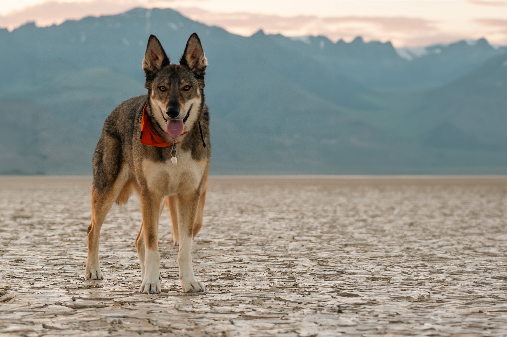 dog standing in desert wearing the breathable atlas pet company lifetime bandana