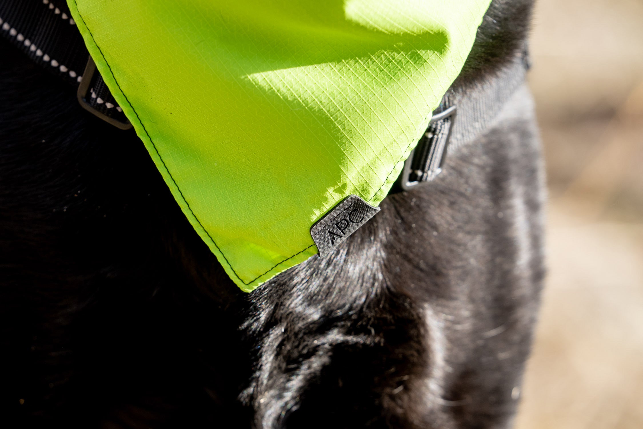 black lab wearing the lime atlas pet company lifetime bandana that is fully adjustable