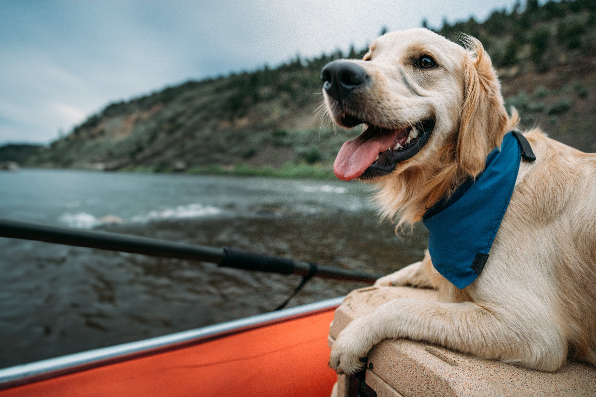 dog sitting on raft in the river wearing the atlas pet company lifetime bandana