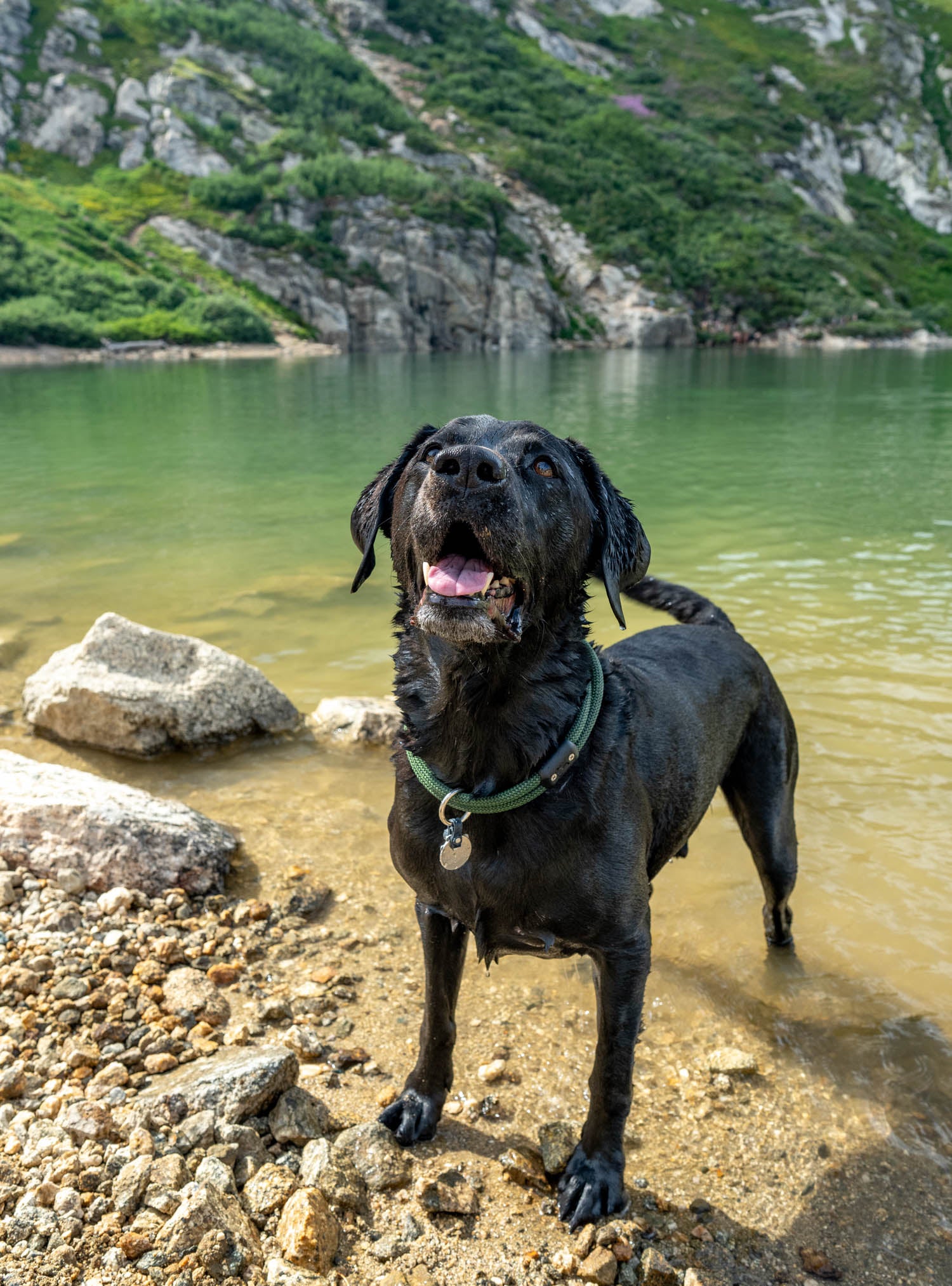 black lab smiling and wagging tail while wearing the moss atlas pet company lifetime collar while standing in lake