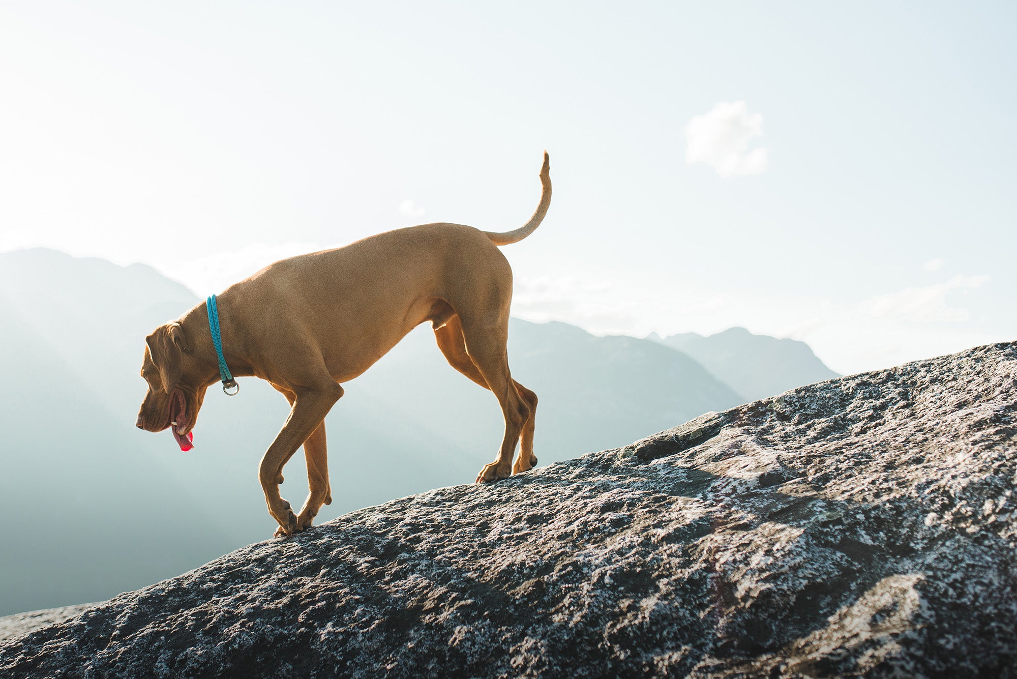 dog standing on mountain overlook while wearing the atlas pet company lifetime collar
