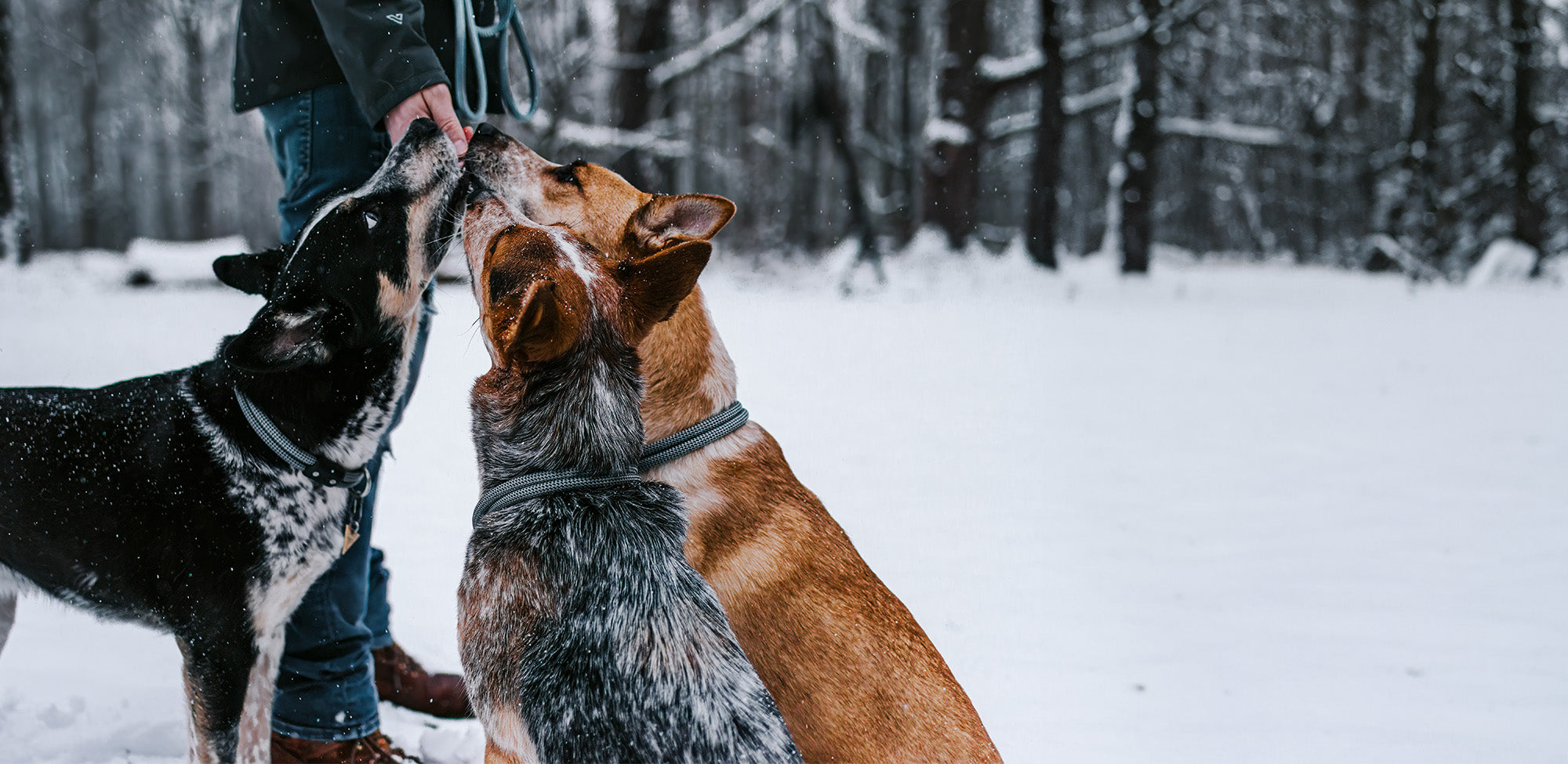 3 dogs sniffing owners hand while wearing the atlas pet company lifetime collars
