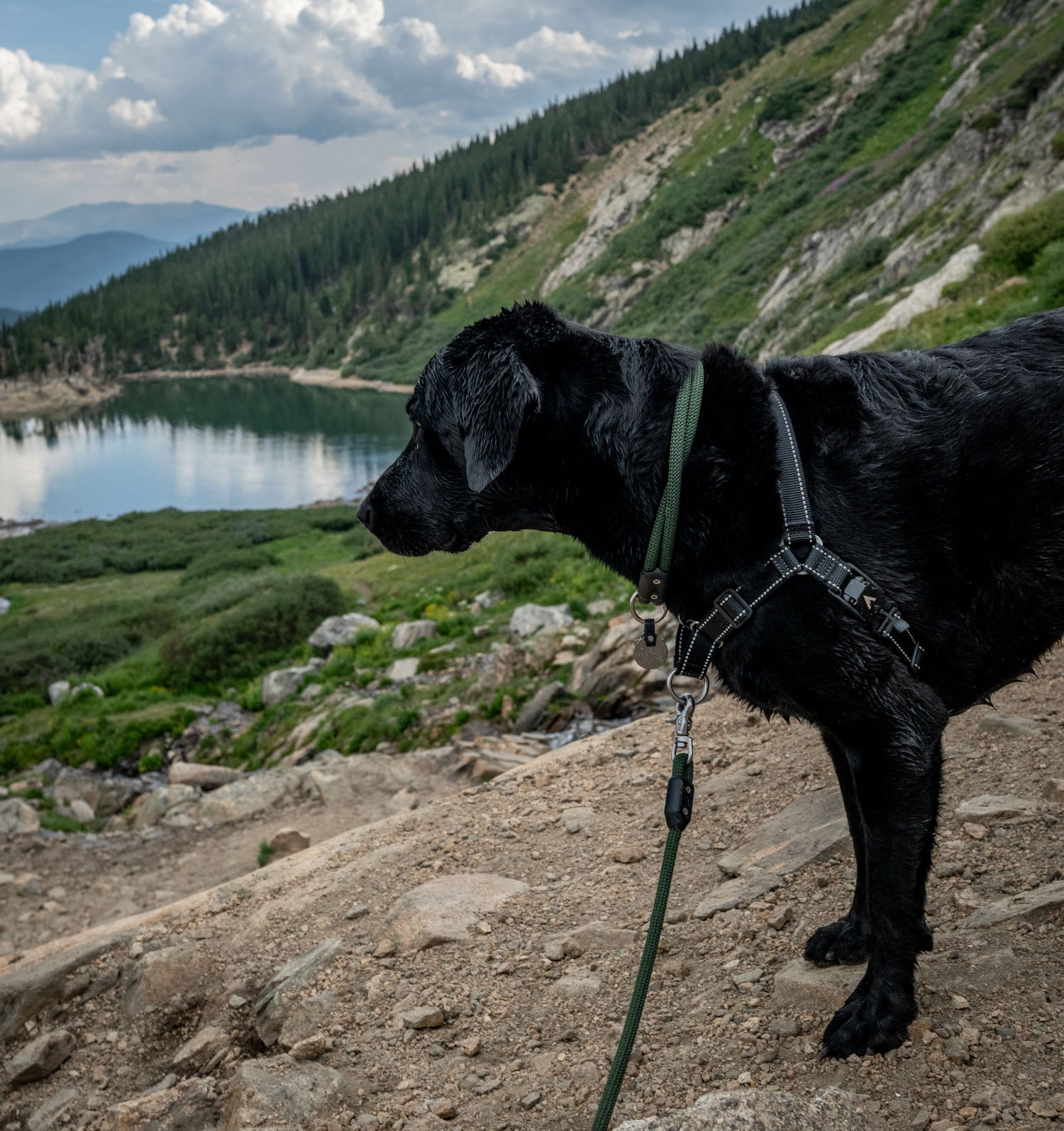 black lab wearing the moss atlas pet company lifetime collar standing over a glacier mountain lake