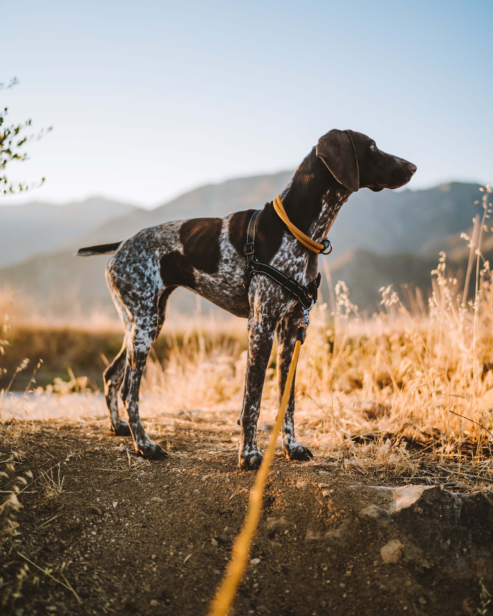 lifetime collar atlas pet company fixed-length rope collar in honey on german shorthair pointer on a hike in california mountains