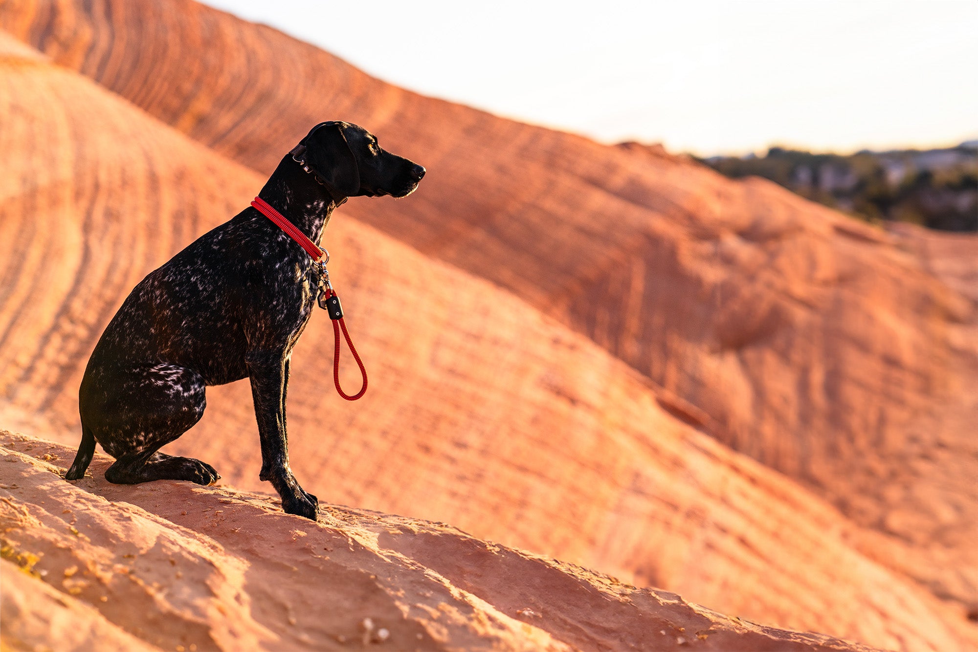 atlas pet company lifetime handle attached to dog sitting on red rock overlook