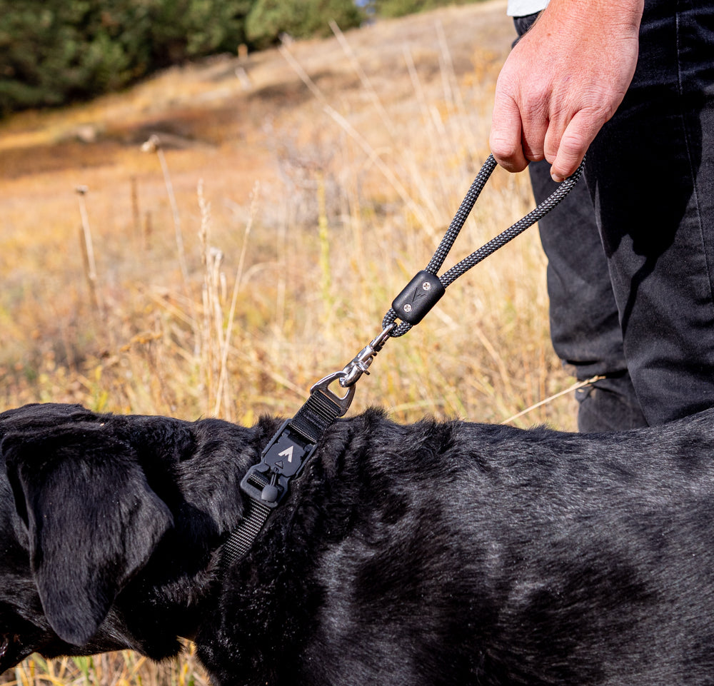 the atlas pet company lifetime handle attached to black lab in grassy field
