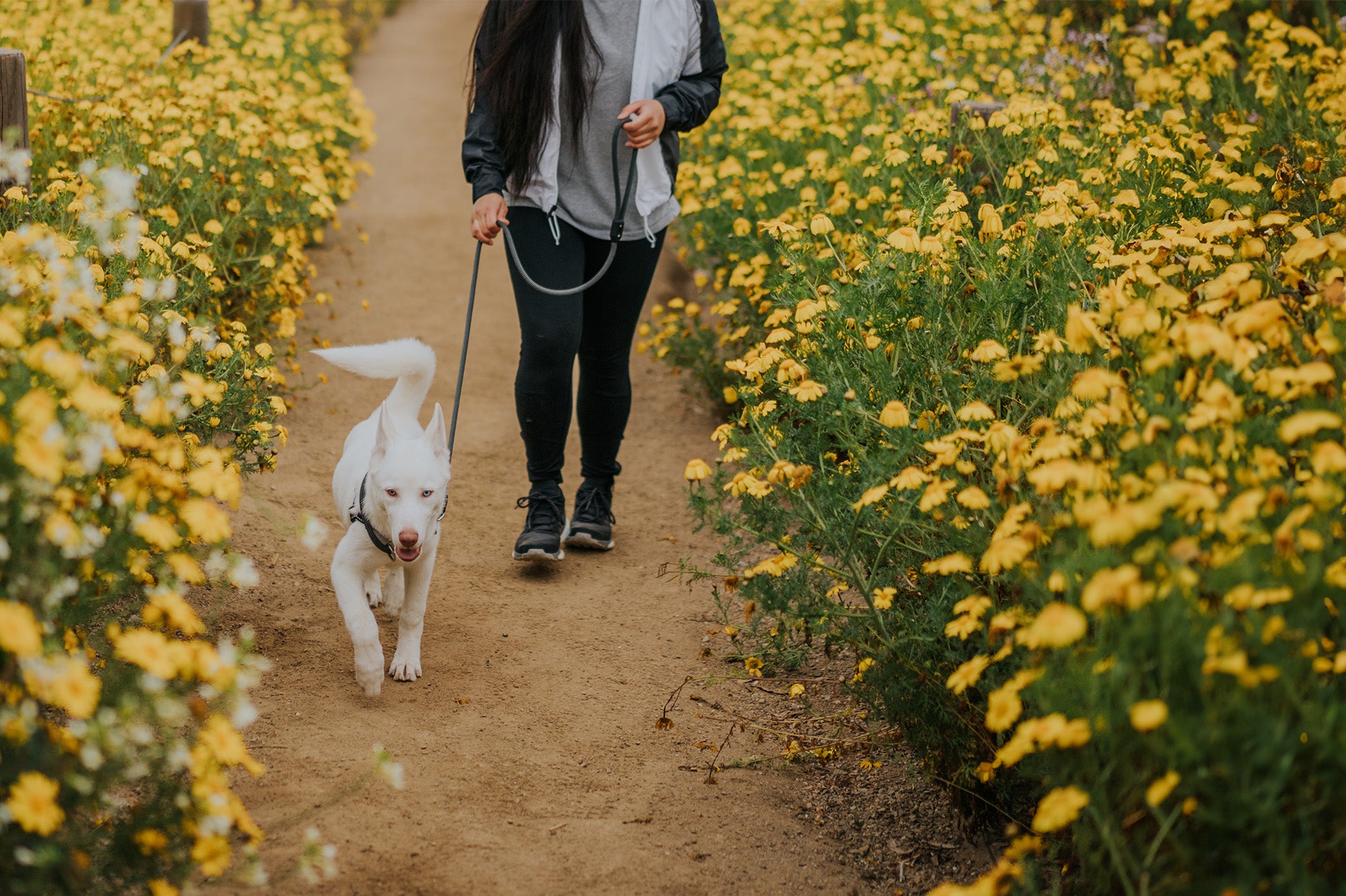 dog walking down a trail surround by flowers in the atlas pet company lifetime harness and leash