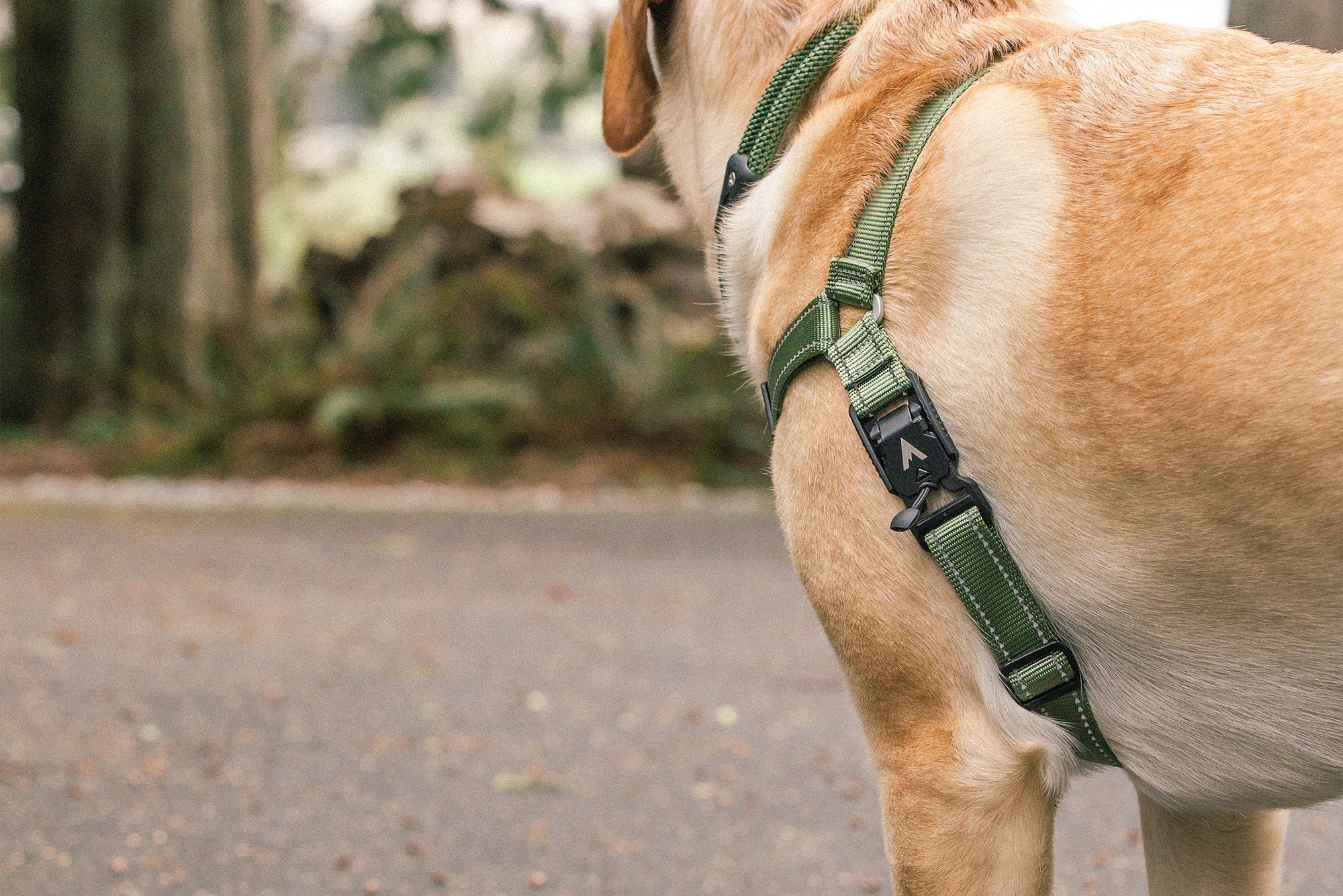 Harness leash outlet