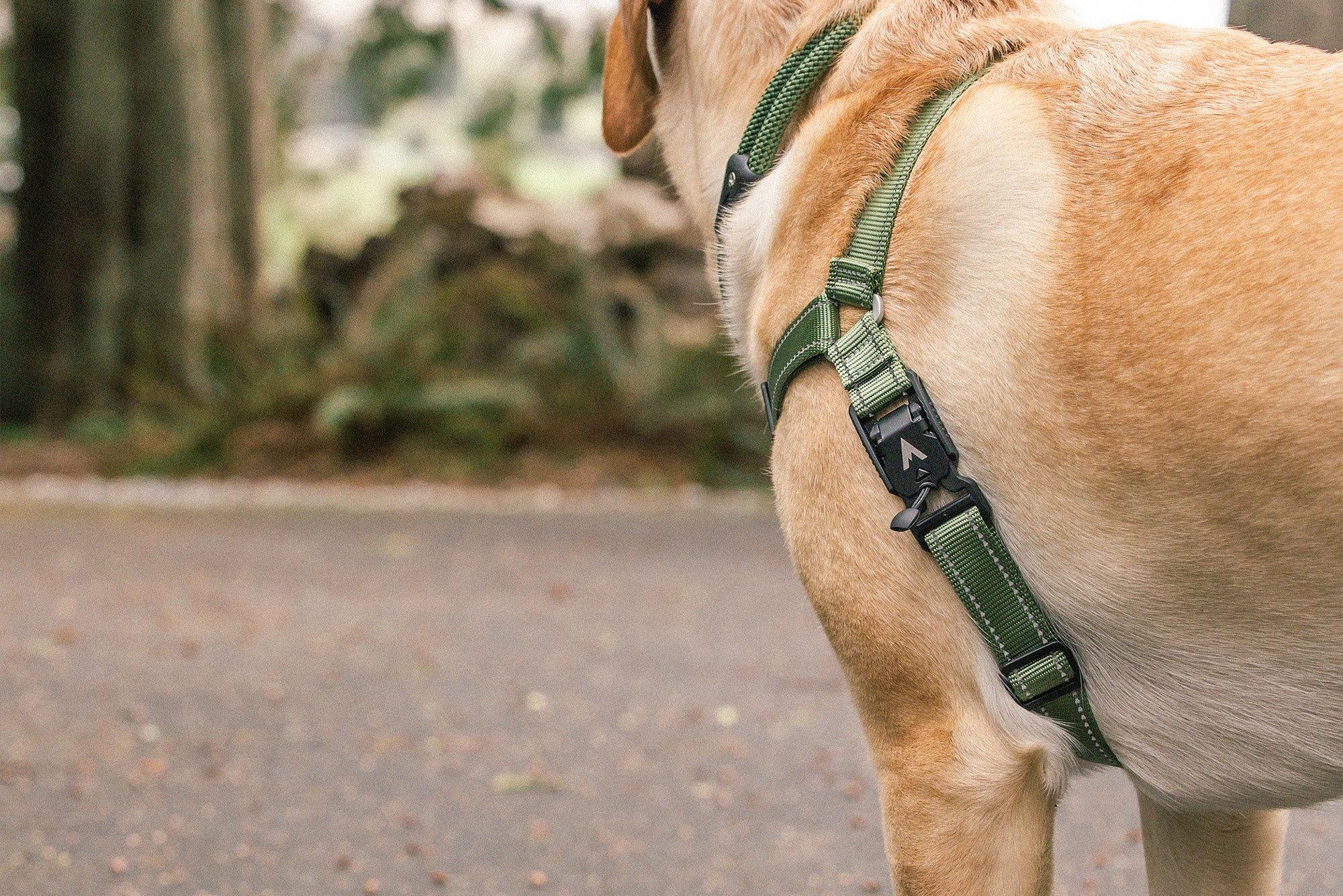dog wearing the atlas pet company lifetime harness with magnetic fid lock buckle