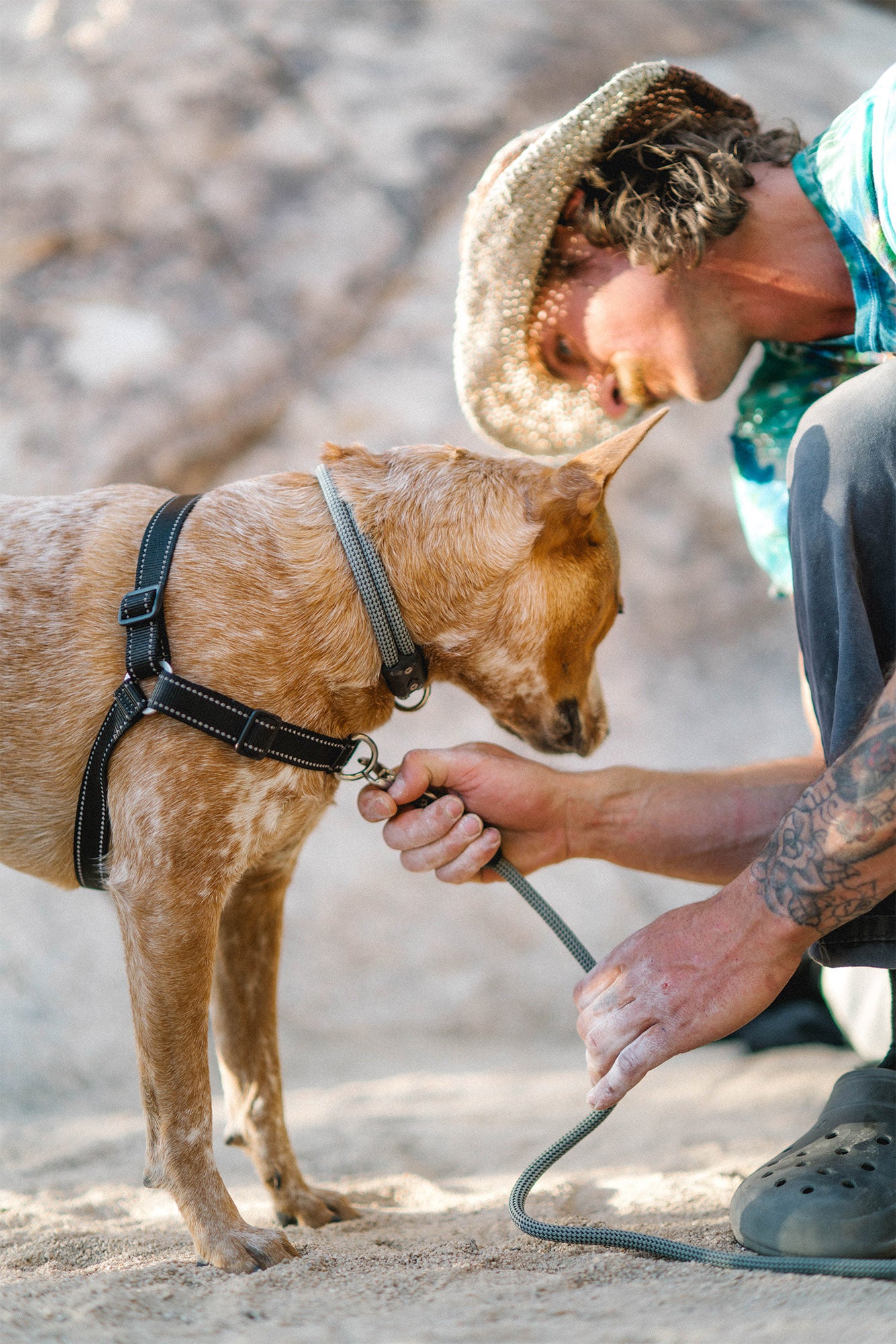 dog wearing the atlas pet company lifetime harness in joshua tree with rock climber near by