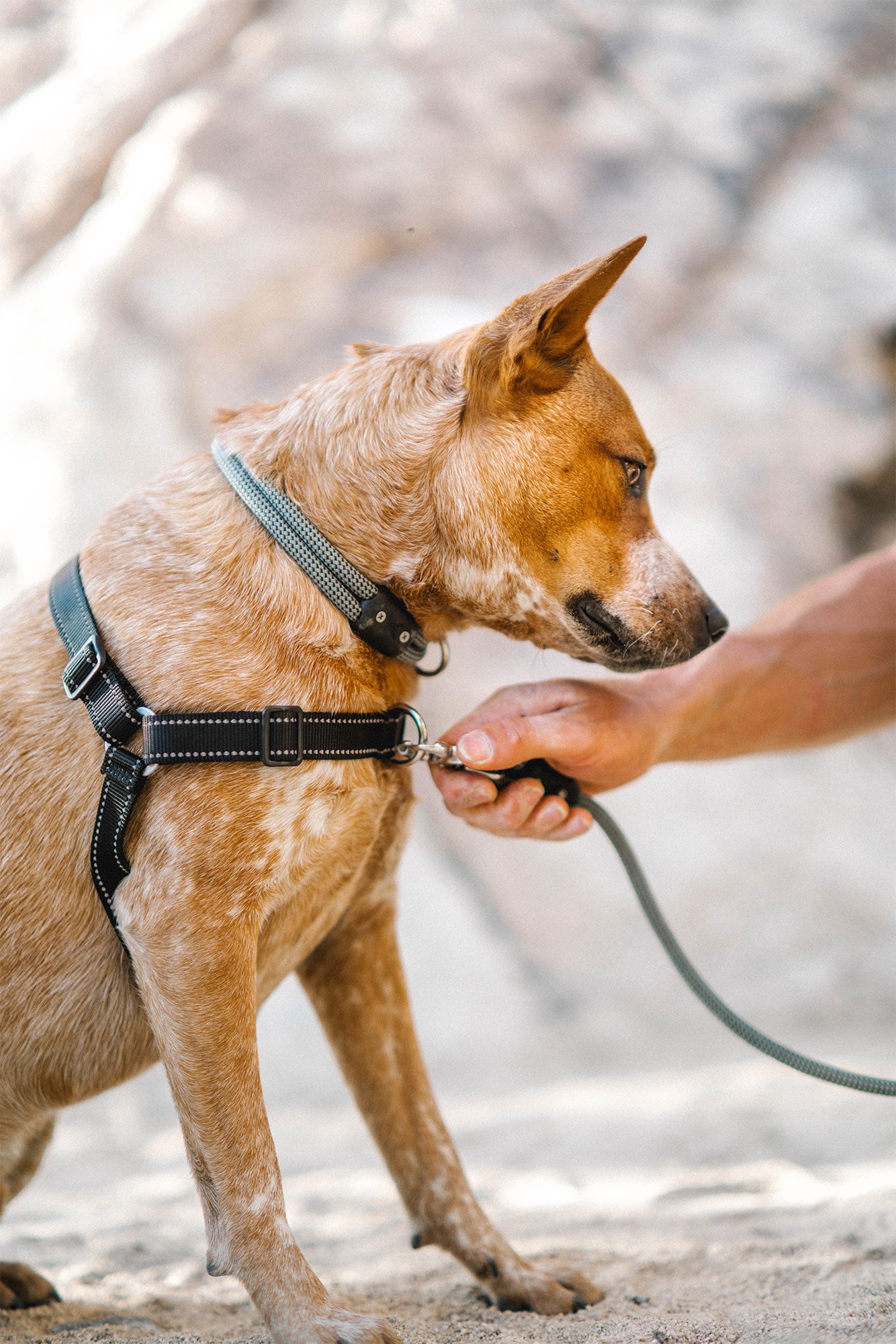 dog wearing the atlas pet company lifetime harness in joshua tree with rock climber near by