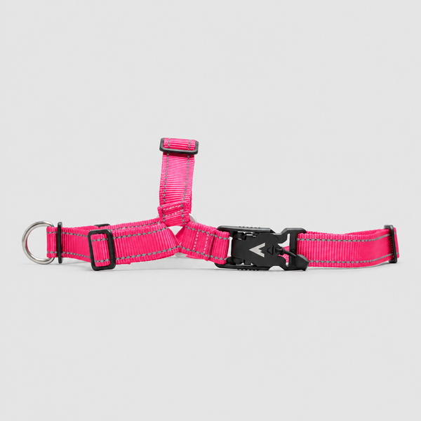 atlas-pet-company-lifetime-