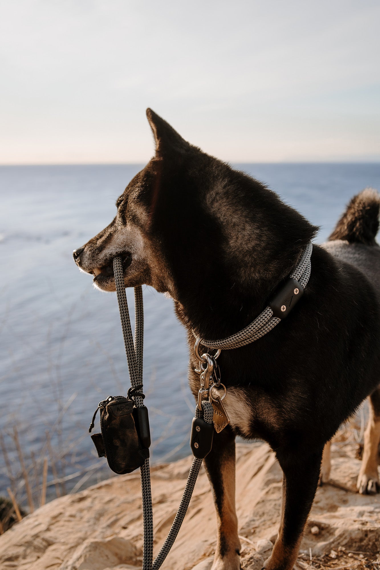 dog holding the atlas pet company lifetime leash in mouth on ocean overlook