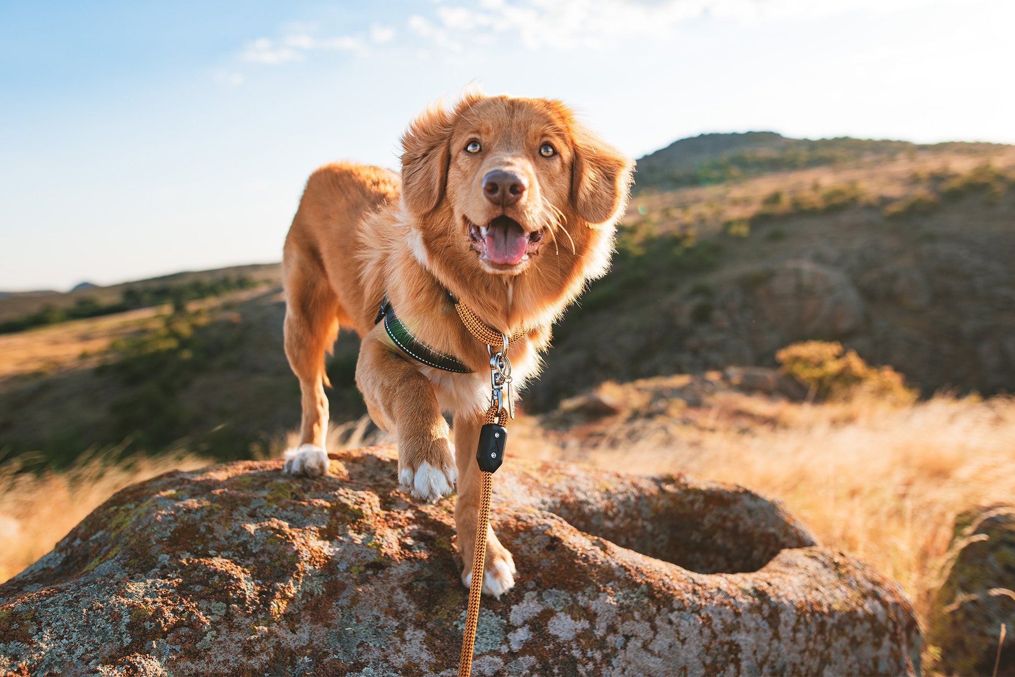 Leash on on sale