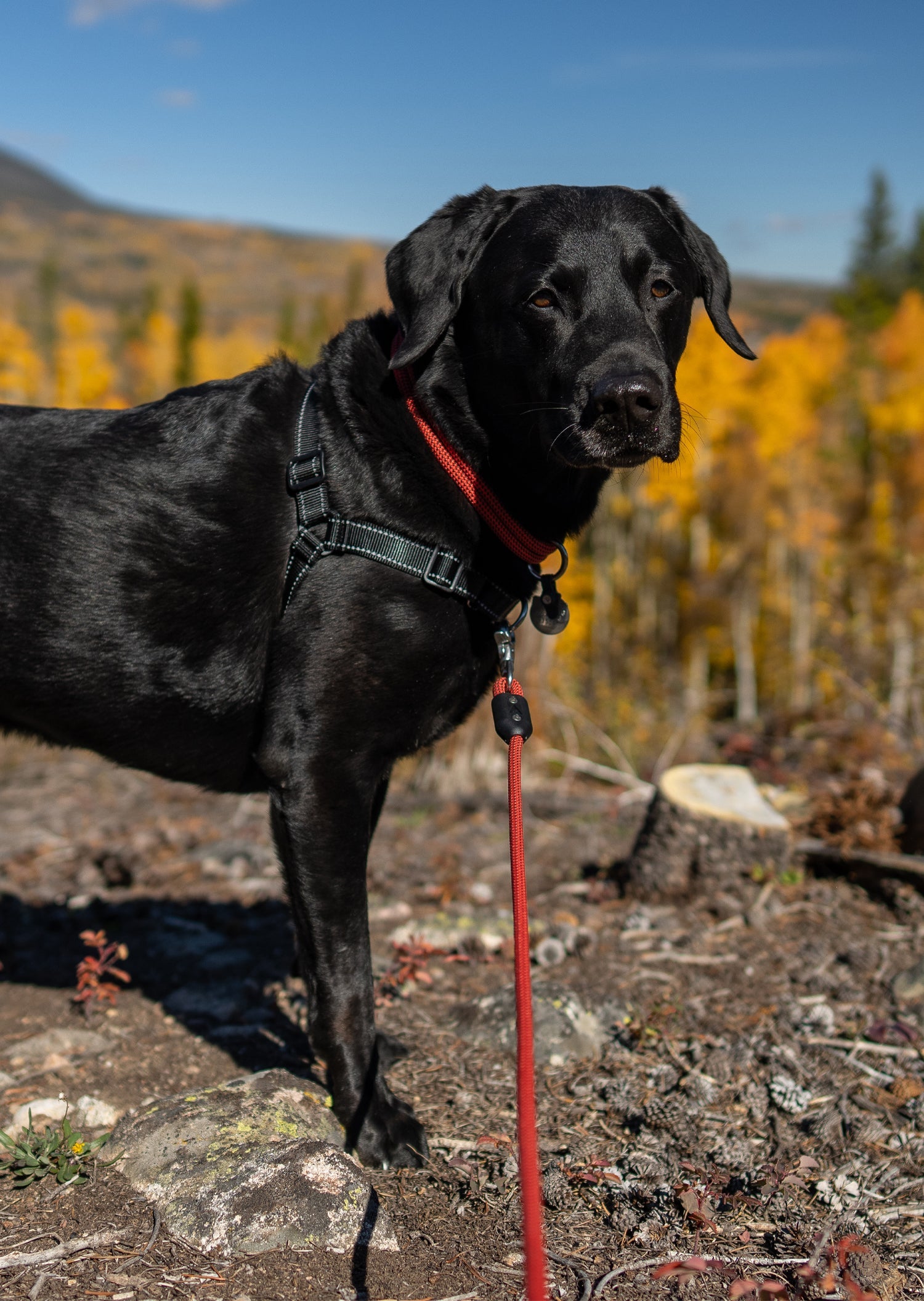 Black Lab wearing the Ruby Atlas Pet Company Lifetime Leash and Collar on a Trail in Breckenridge Colorado