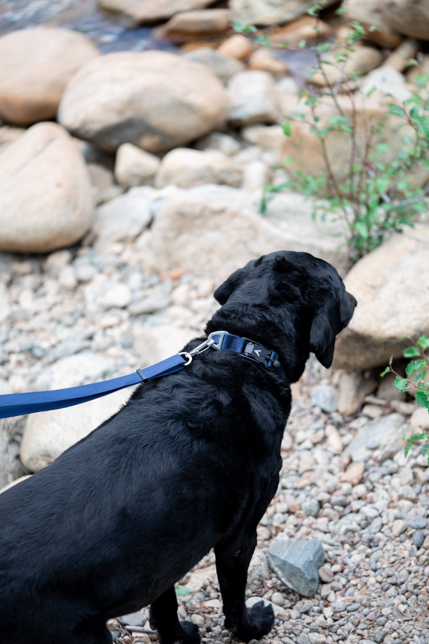 black lab wearing the navy atlas pet company lifetime lite collar while standing on rocks by the river