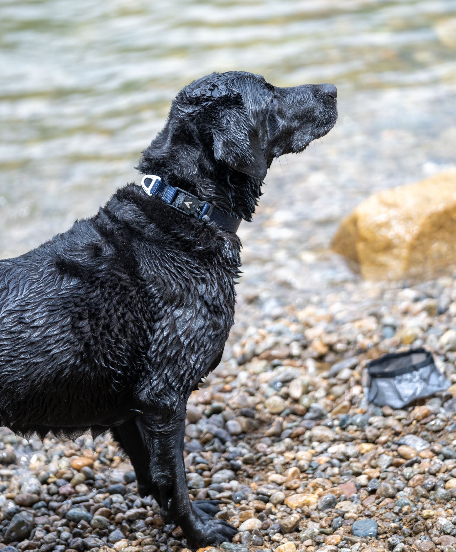 wet black lab wearing the navy atlas pet company lifetime lite collar while standing on wet rock