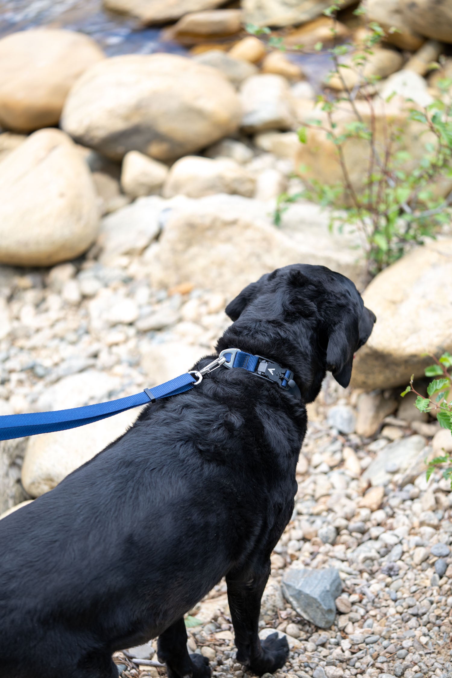 black lab wearing the navy atlas pet company lifetime lite collar while standing on rocks by the river